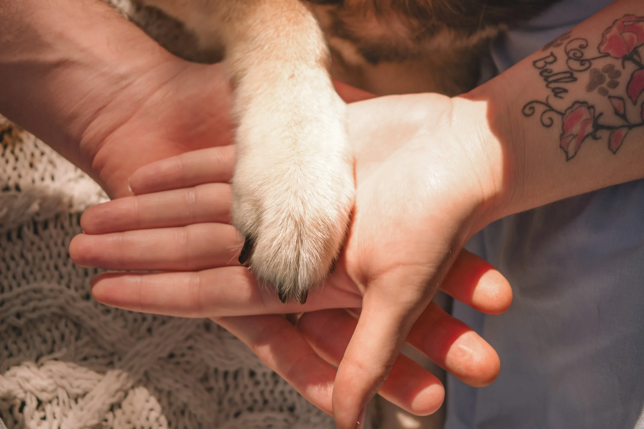 When Your Dog Is the Star of the Show — A Family Session in Elk Grove