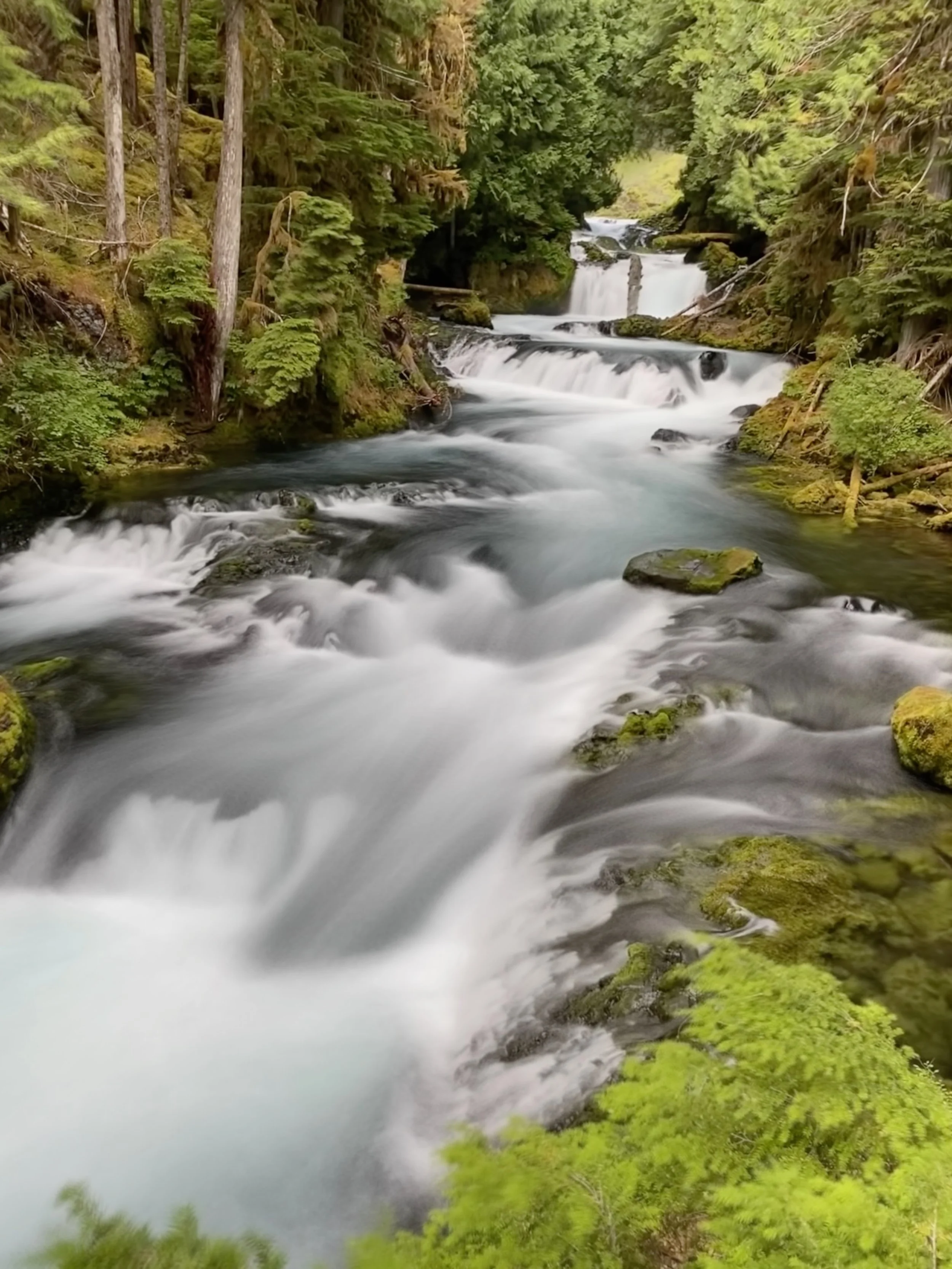McKenzie River in the forest - Willamette National Forest, OR