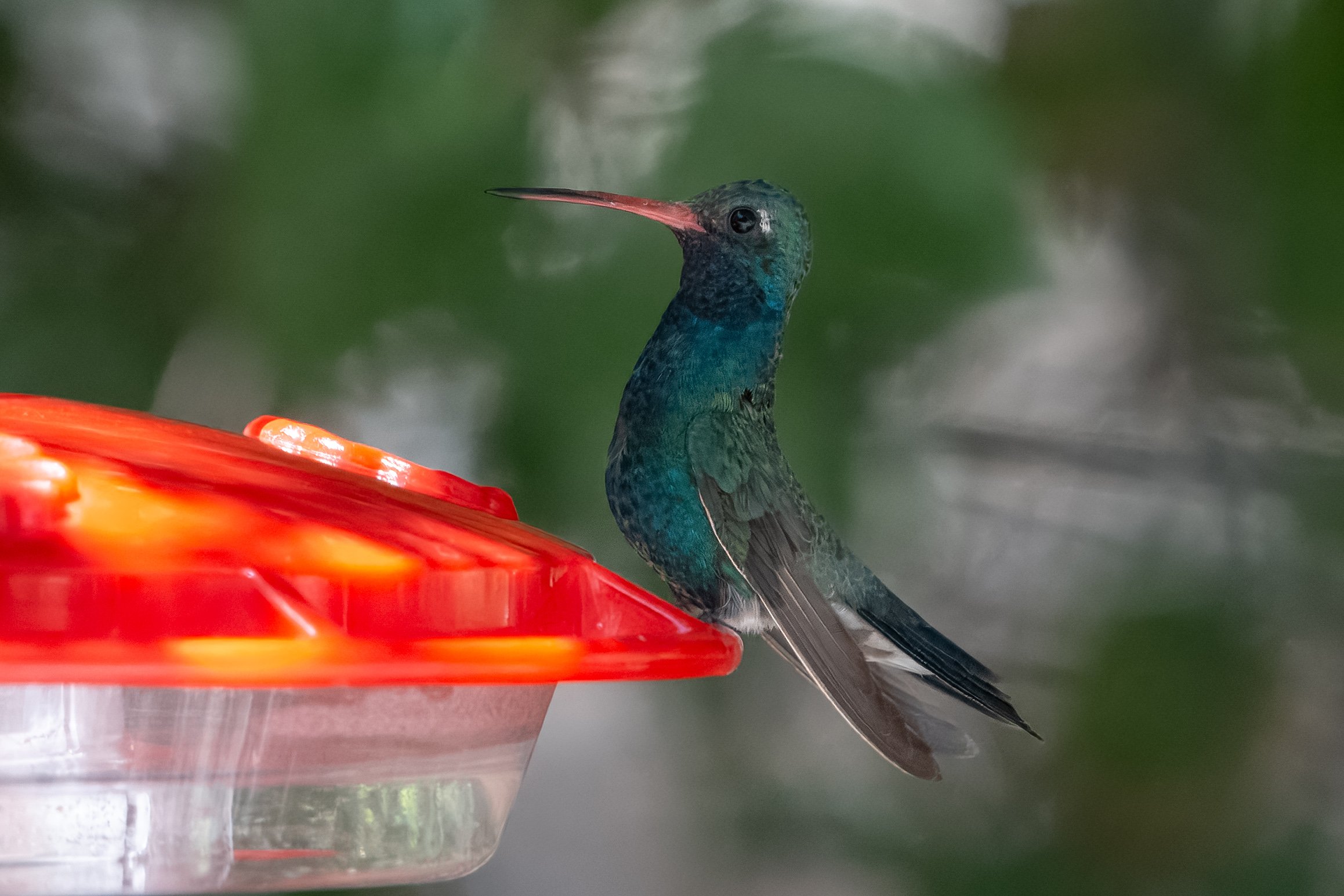 Broad-billed Hummingbird - Santa Cruz, AZ
