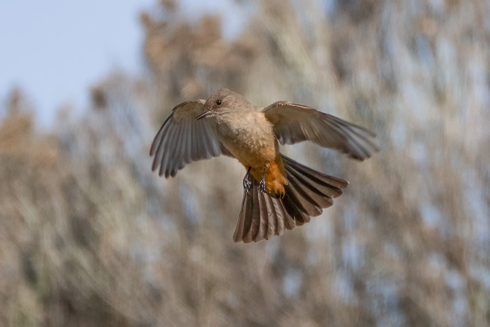 Say's Phoebe - Columbia National Wildlife Refuge, WA