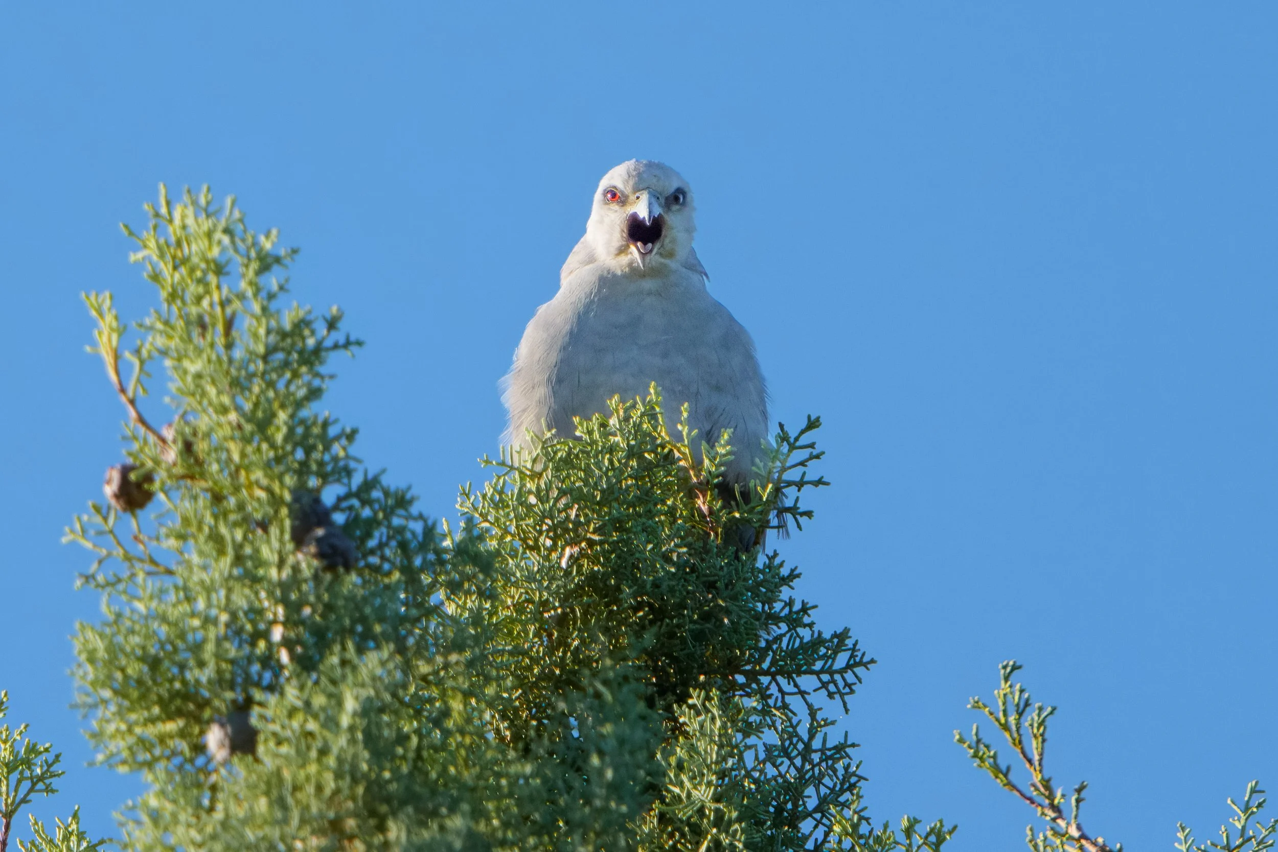 Mississippi Kite - Patagonia, AZ