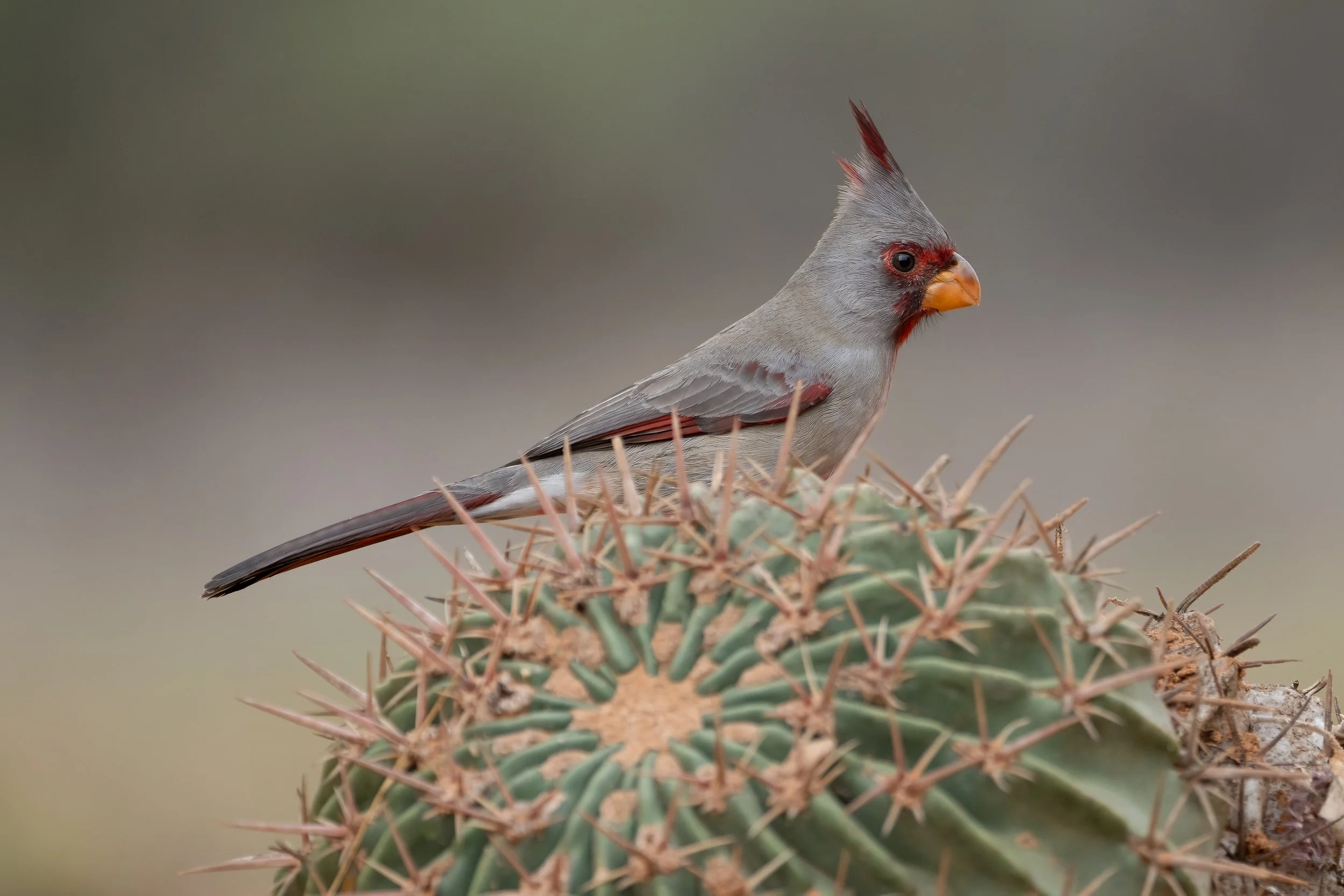 Pyrrhuloxia - Laguna Seca Ranch, TX