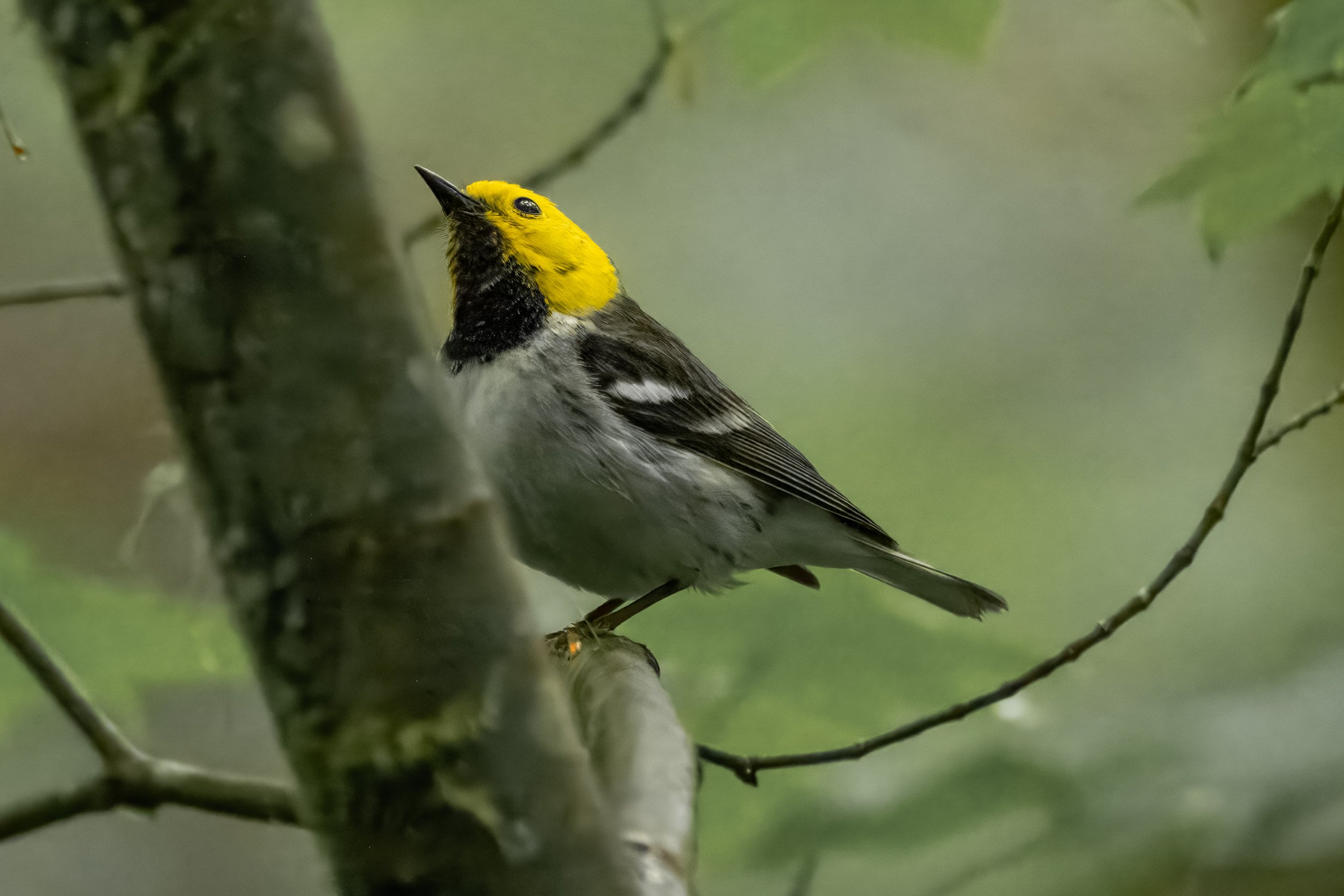 Birding Ridgefield and the Yacolt Burn