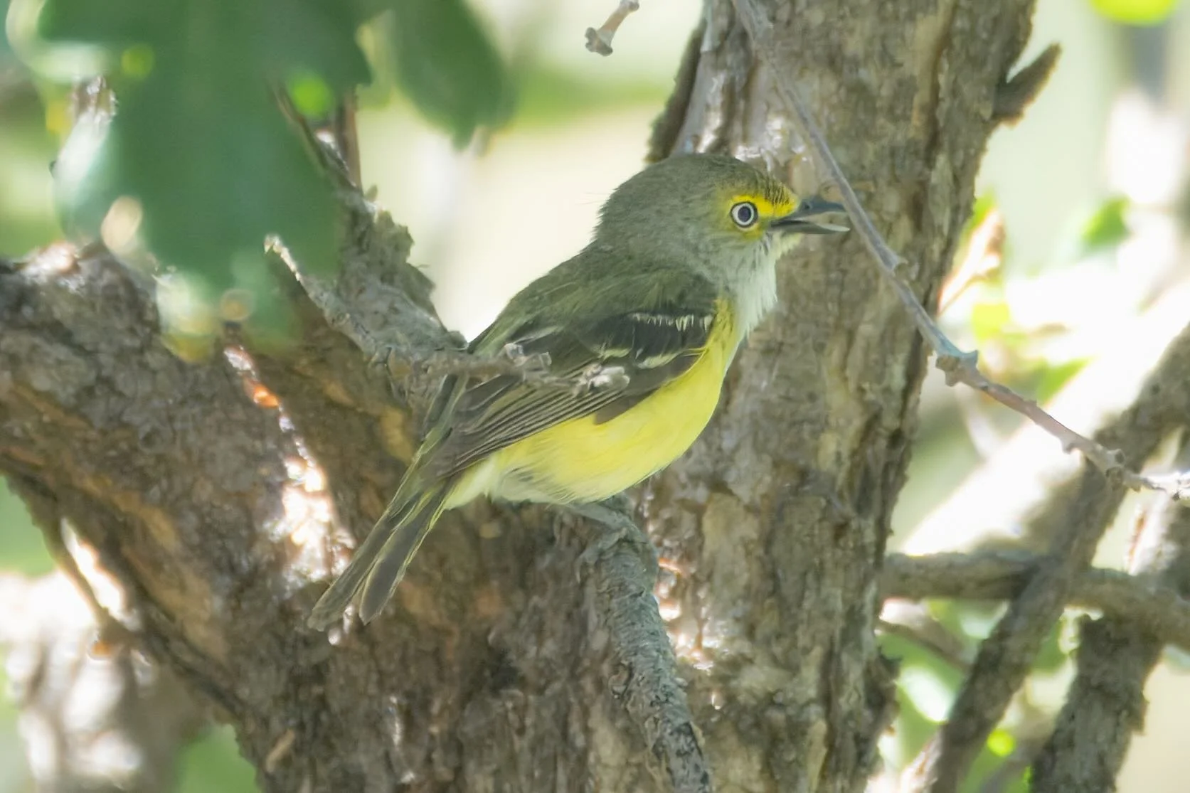Klickitat Rare Bird Chase