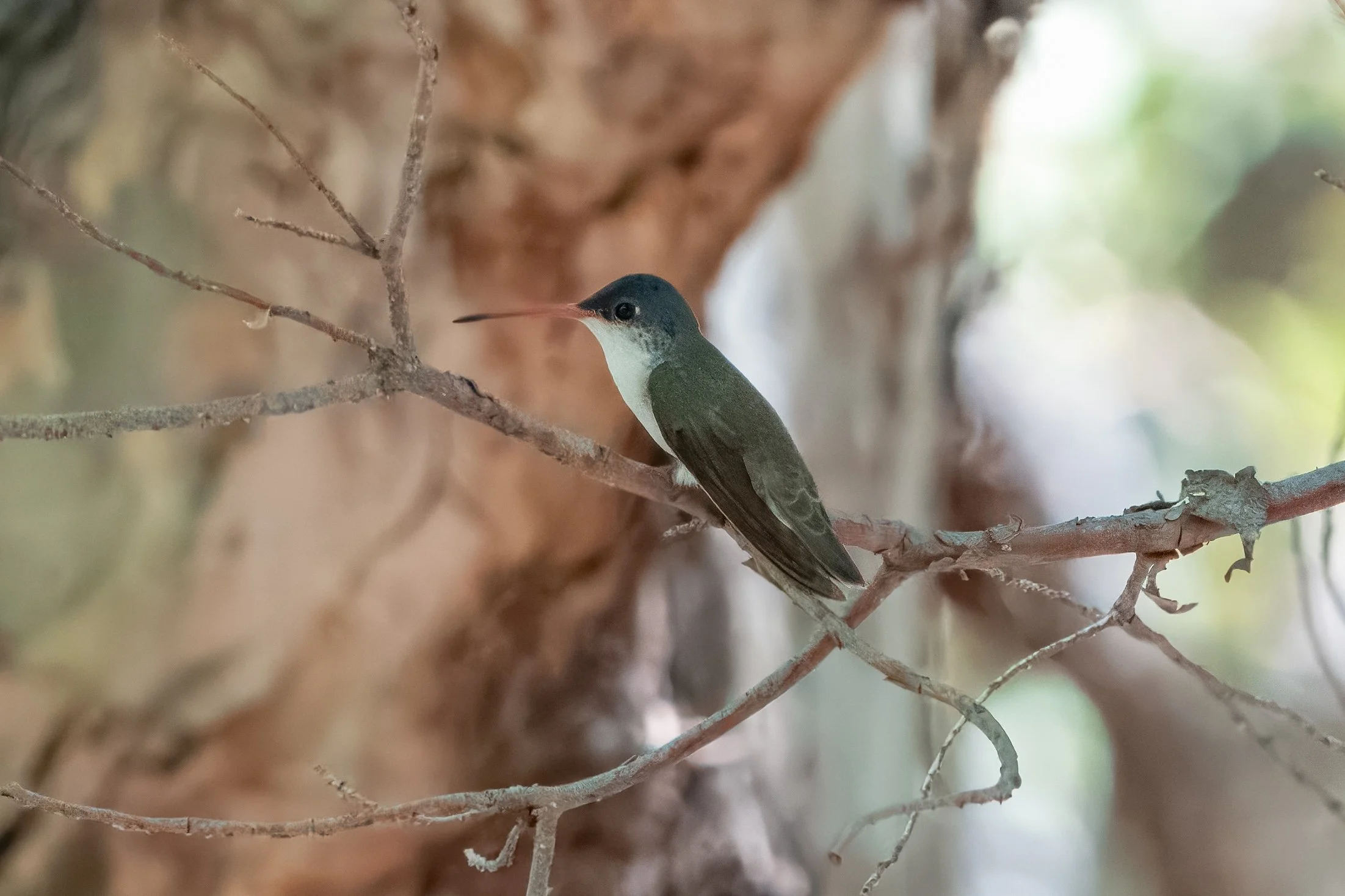 Violet-crowned Hummingbird - Ramsey Canyon Preserve, AZ