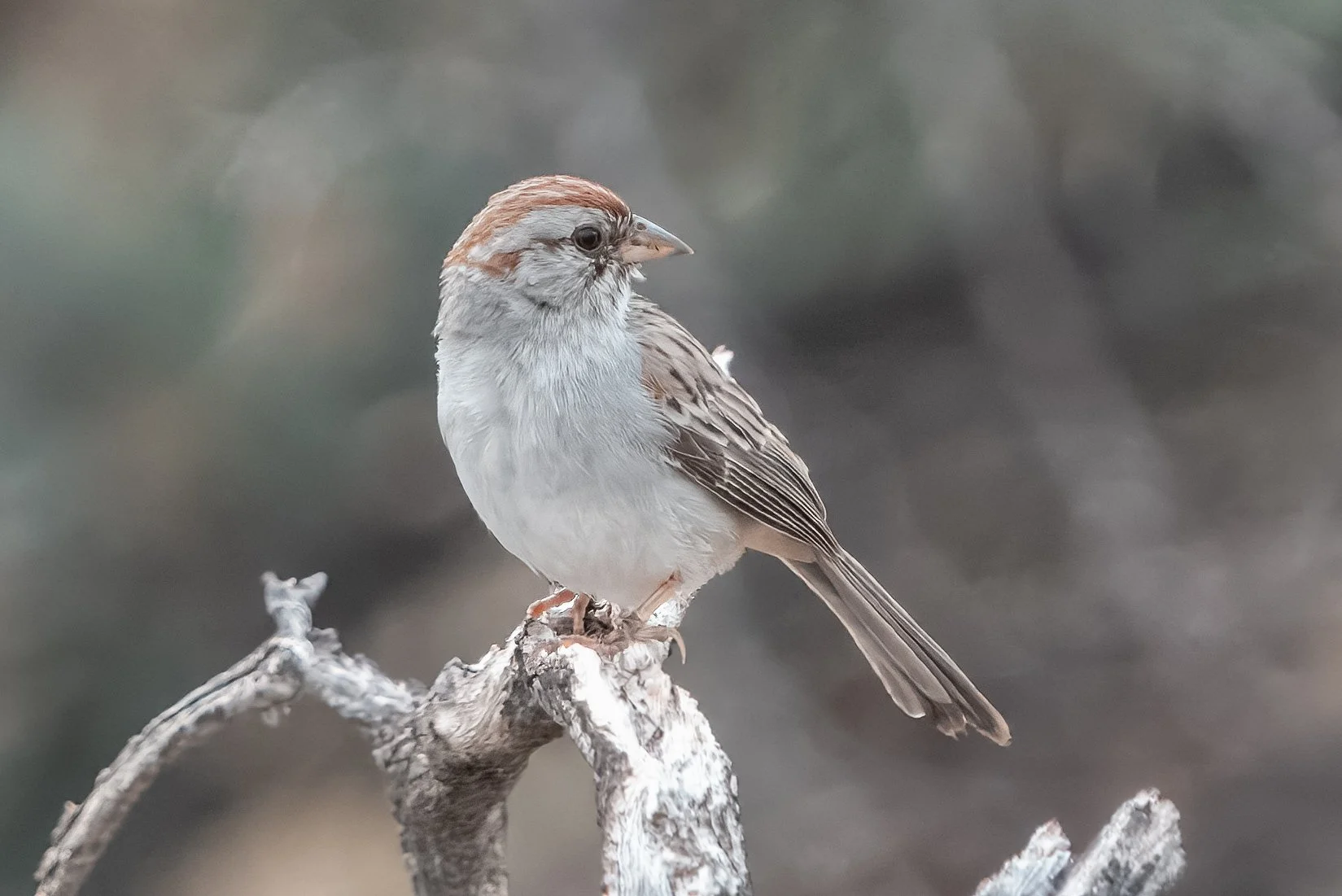 Rufous-winged Sparrow - Saguaro National Park, AZ