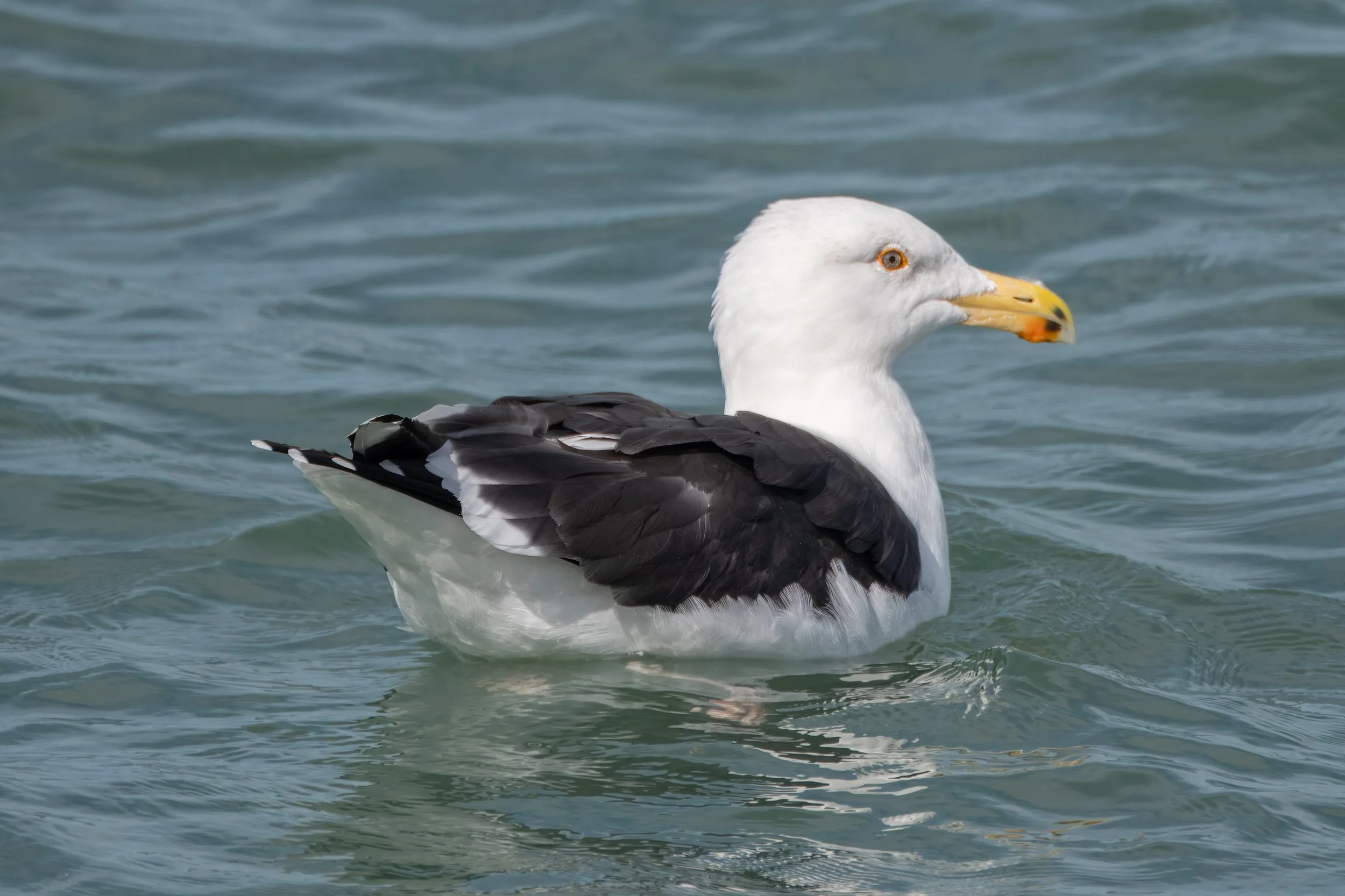 Great Black-backed Gull - Cape Canaveral, FL