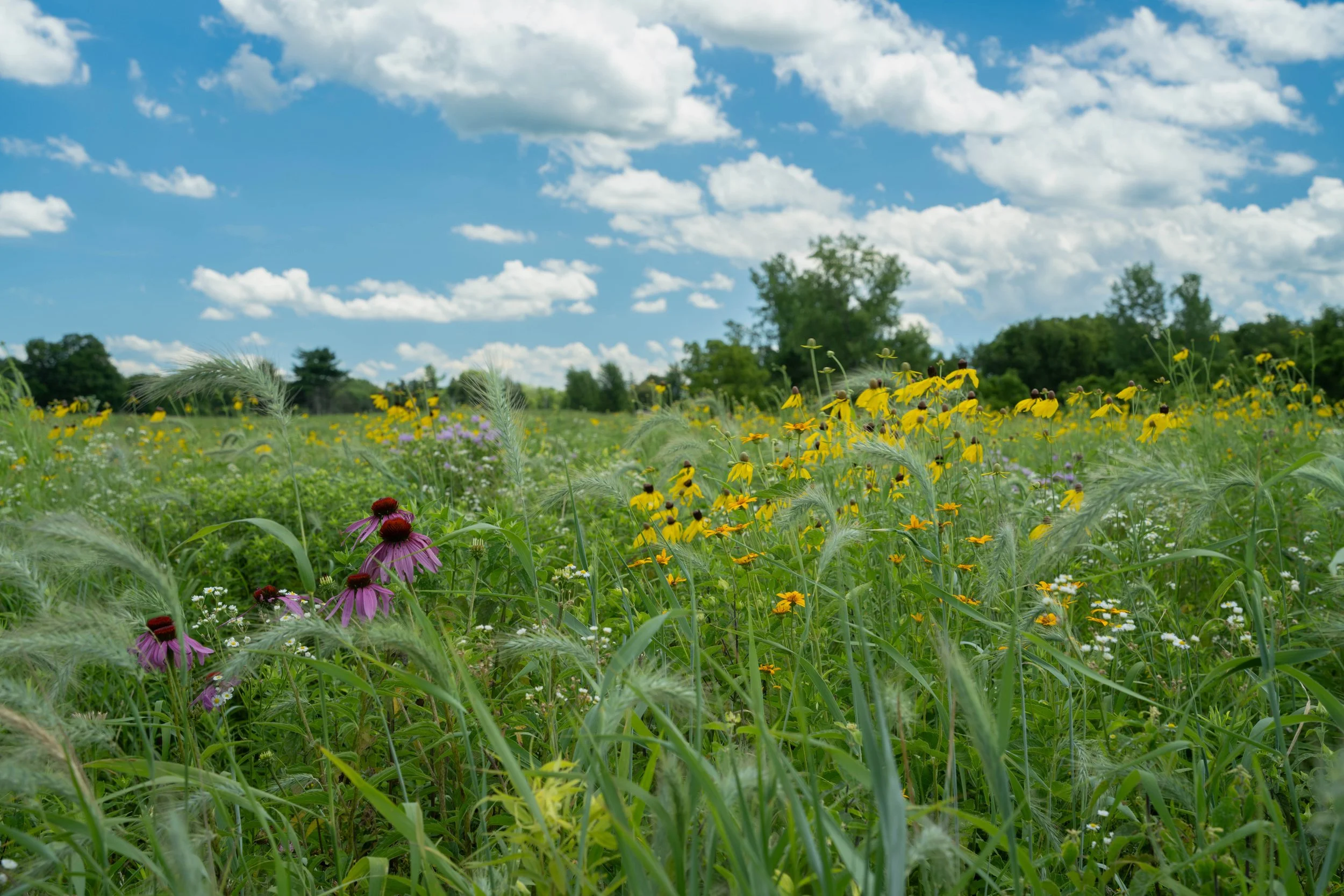 Prairie wildflowers - Champaign County, IL