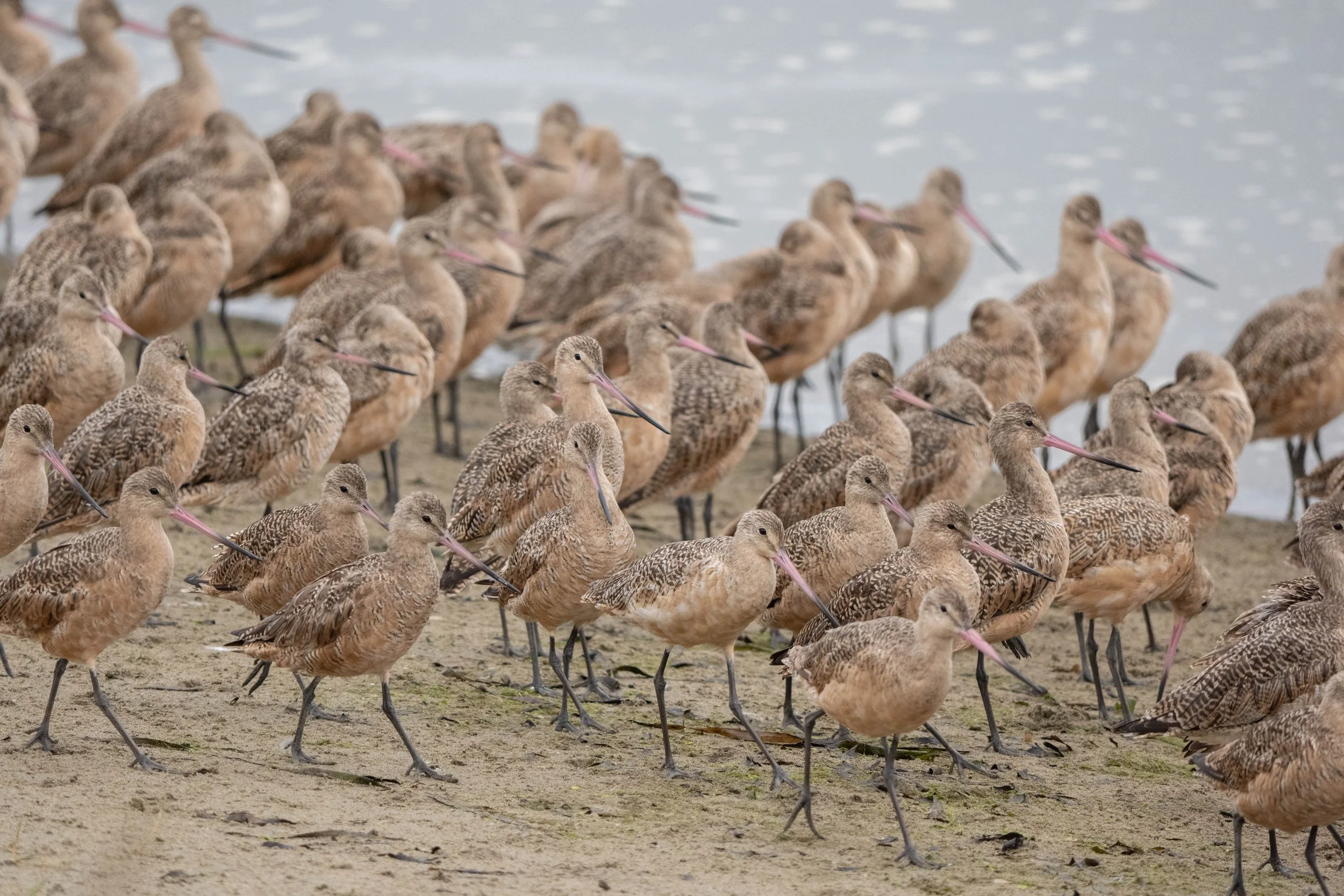 Marbled Godwits - Tokeland, WA