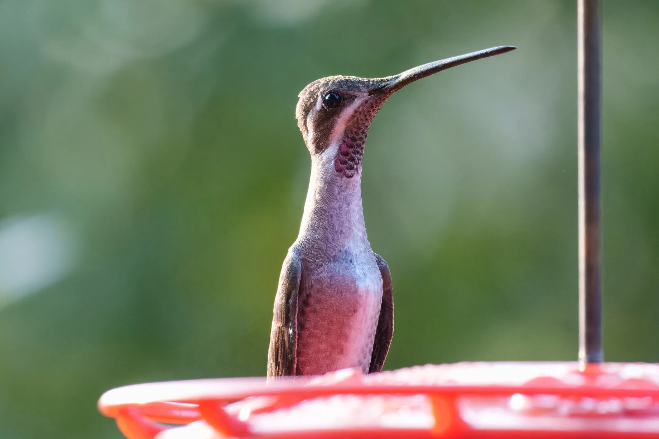 Plain-capped Starthroat - Rancho Primavera, Jalisco, MX