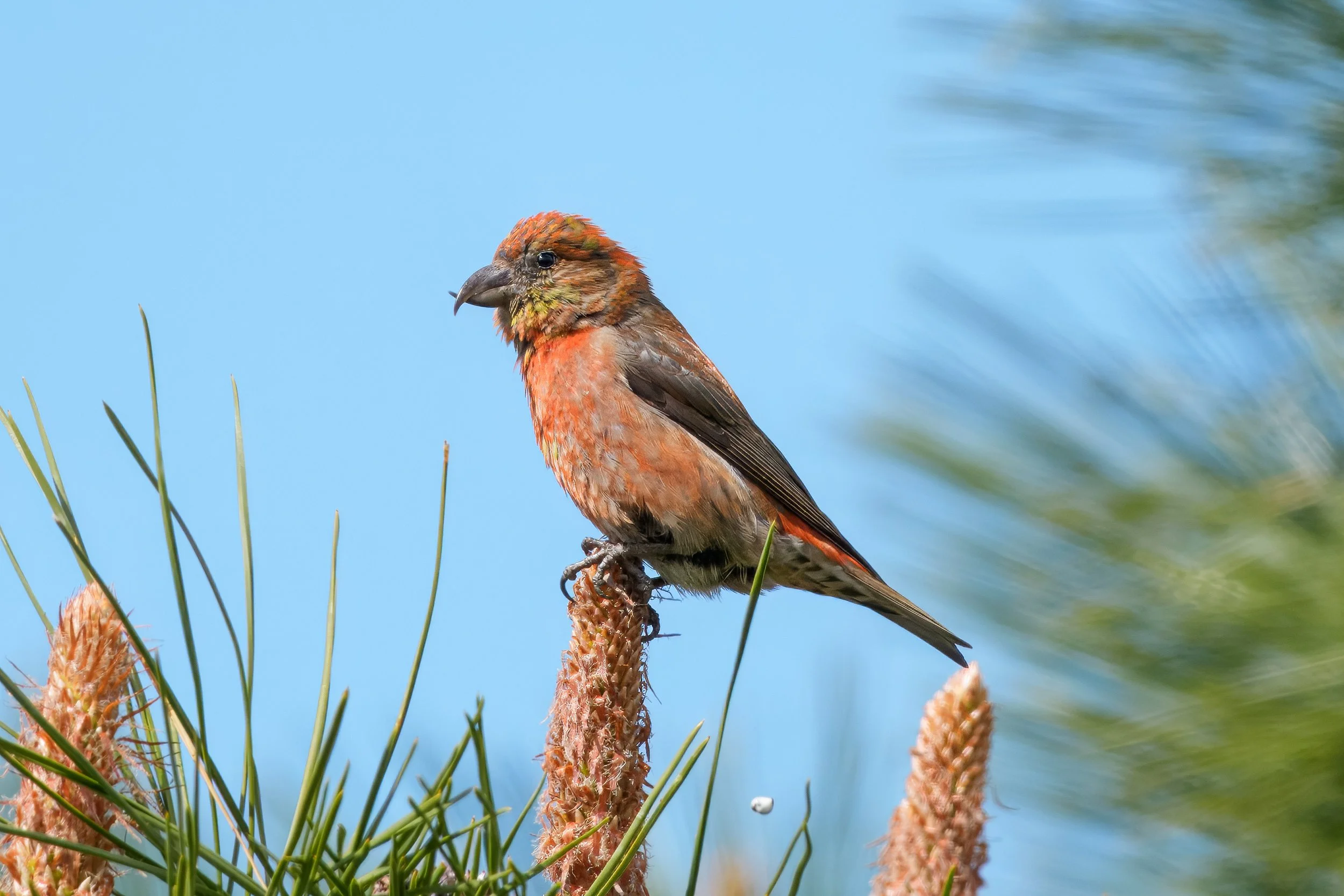 Red Crossbill - Chelan County, WA