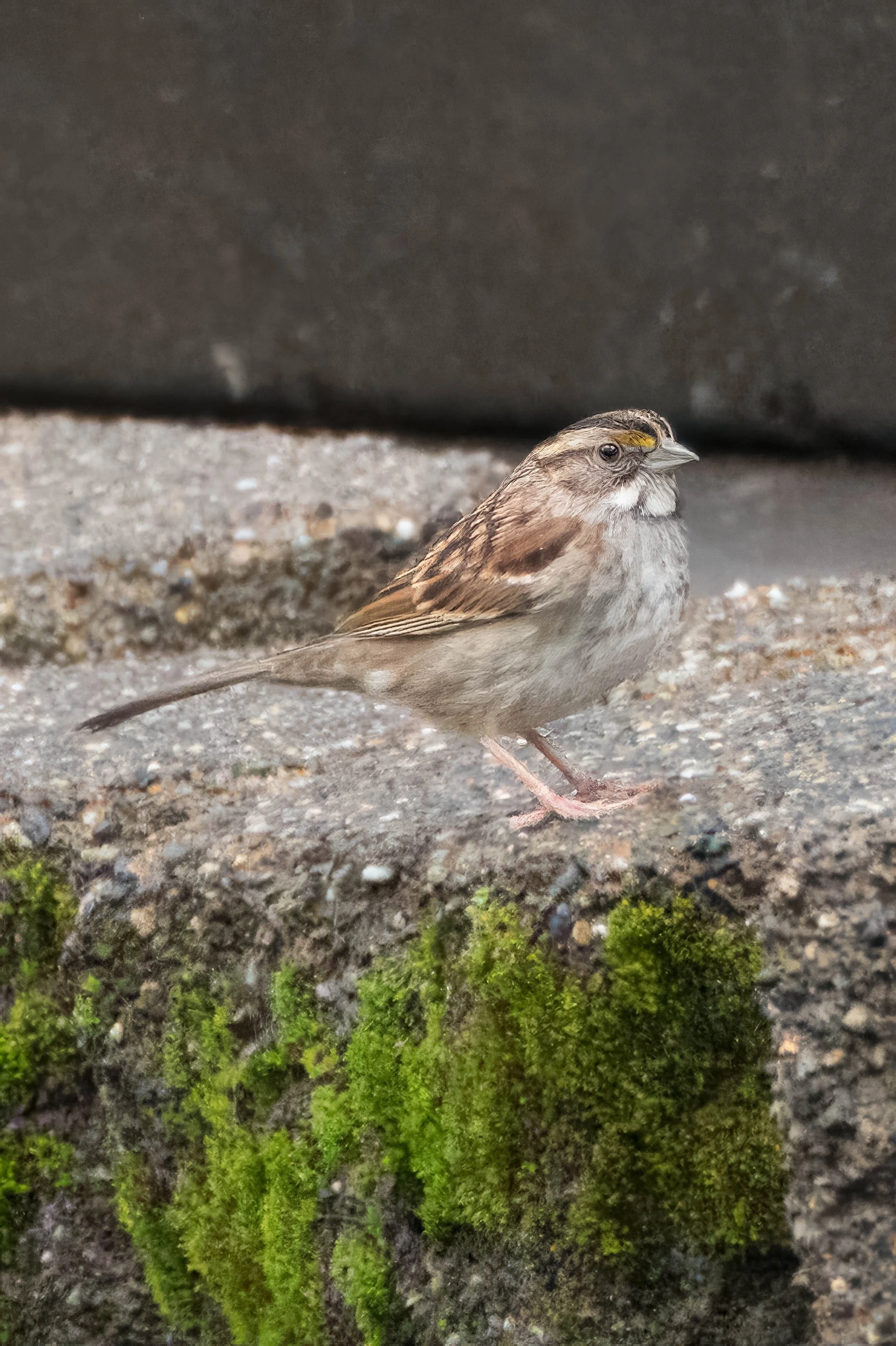 White-throated Sparrow - Redmond, WA
