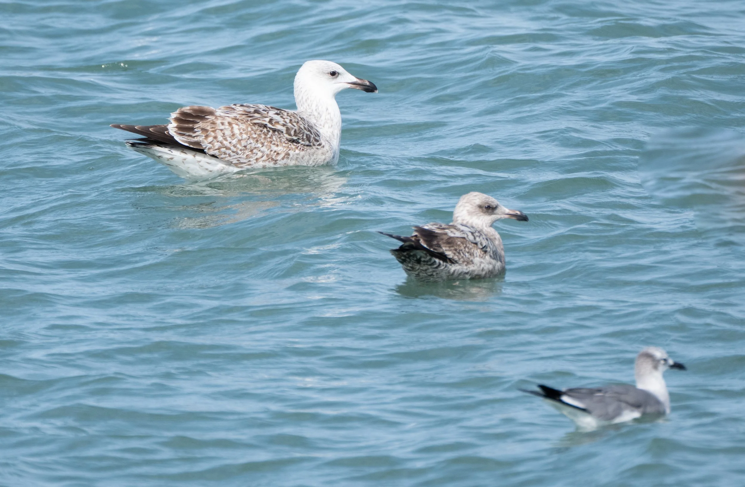 Great Black-backed, Herring, and Laughing Gulls - Cape Canaveral, FL