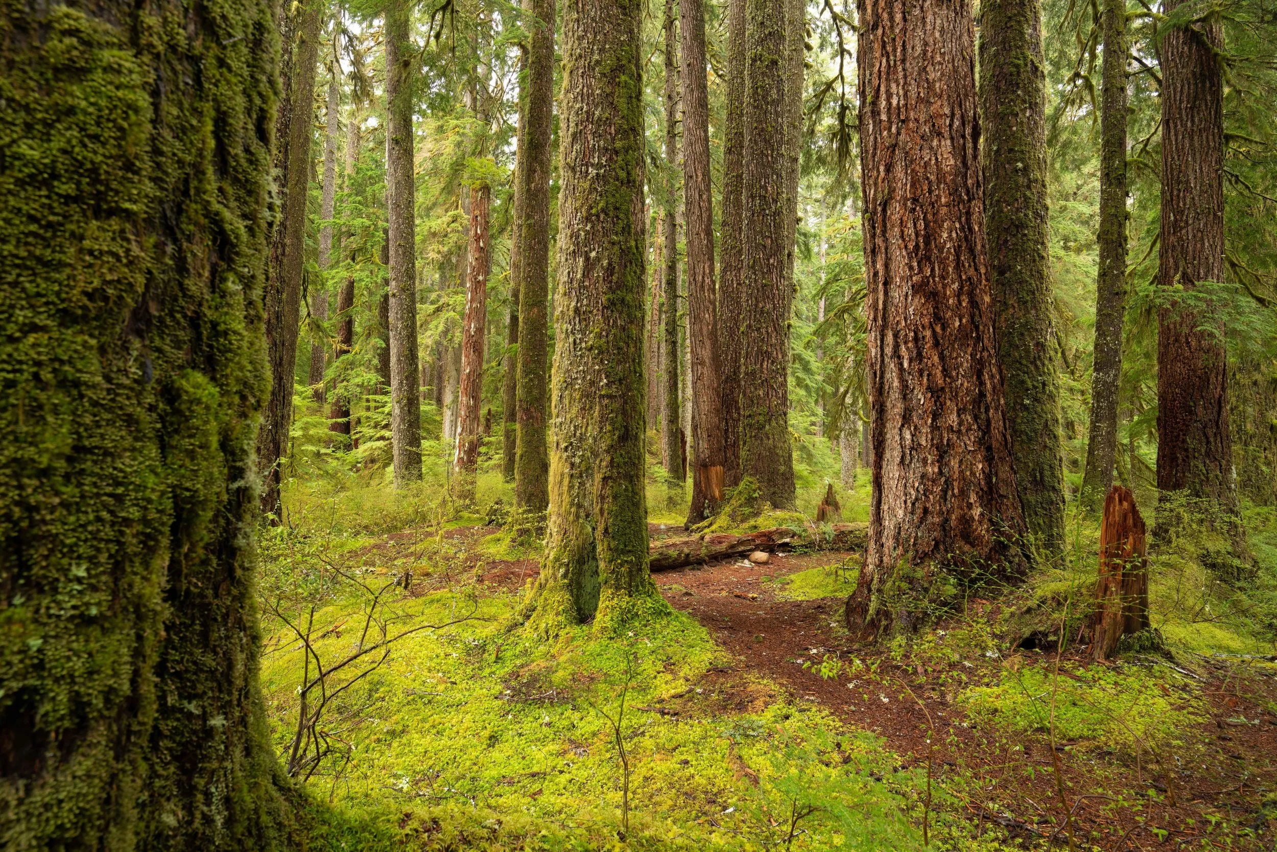 Forests