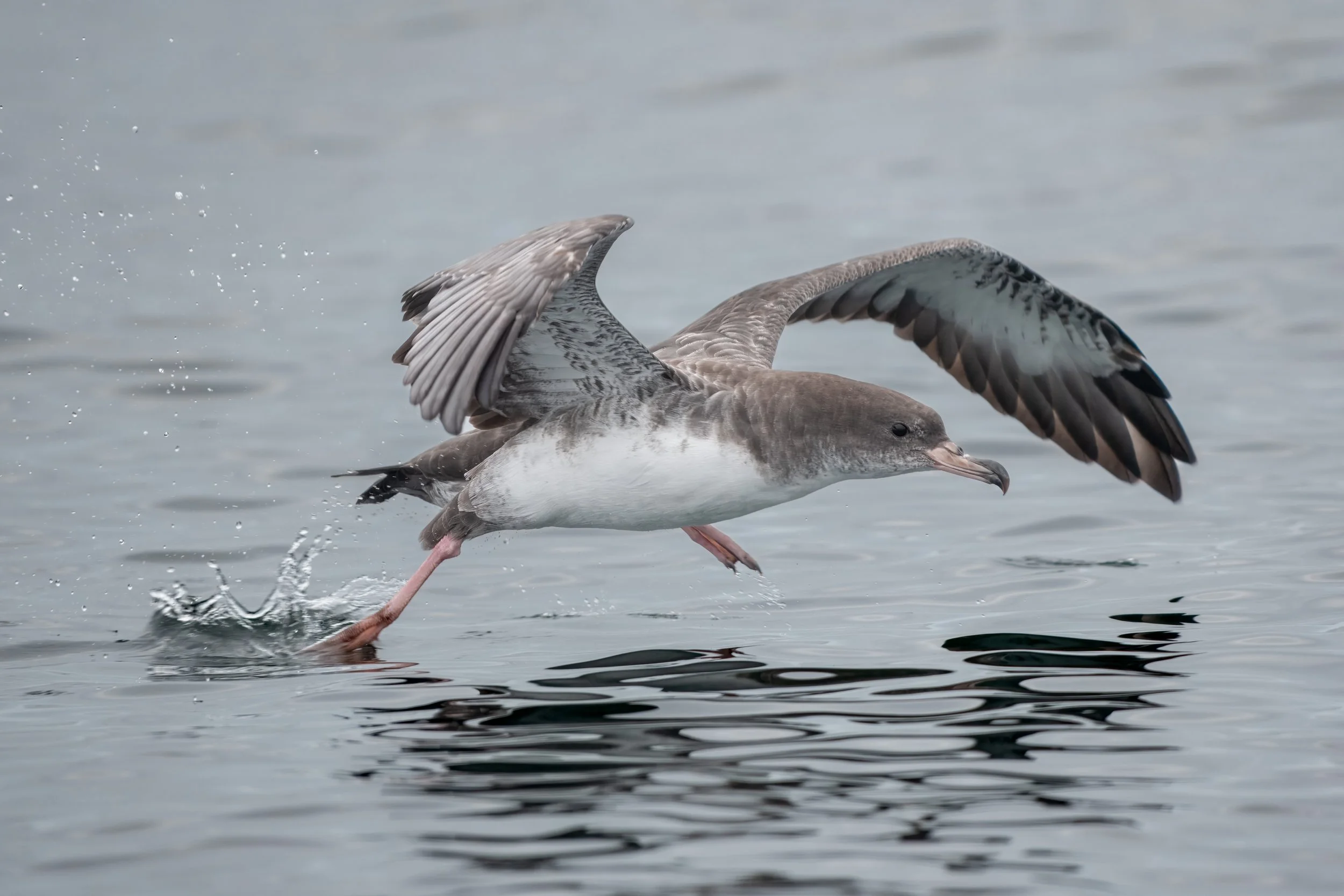 Pink-footed Shearwater, Pacific Ocean, WA