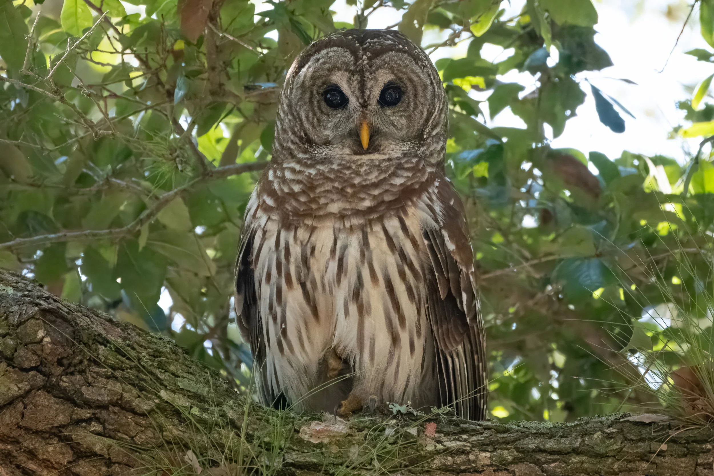 Barred Owl - Osceola County, FL