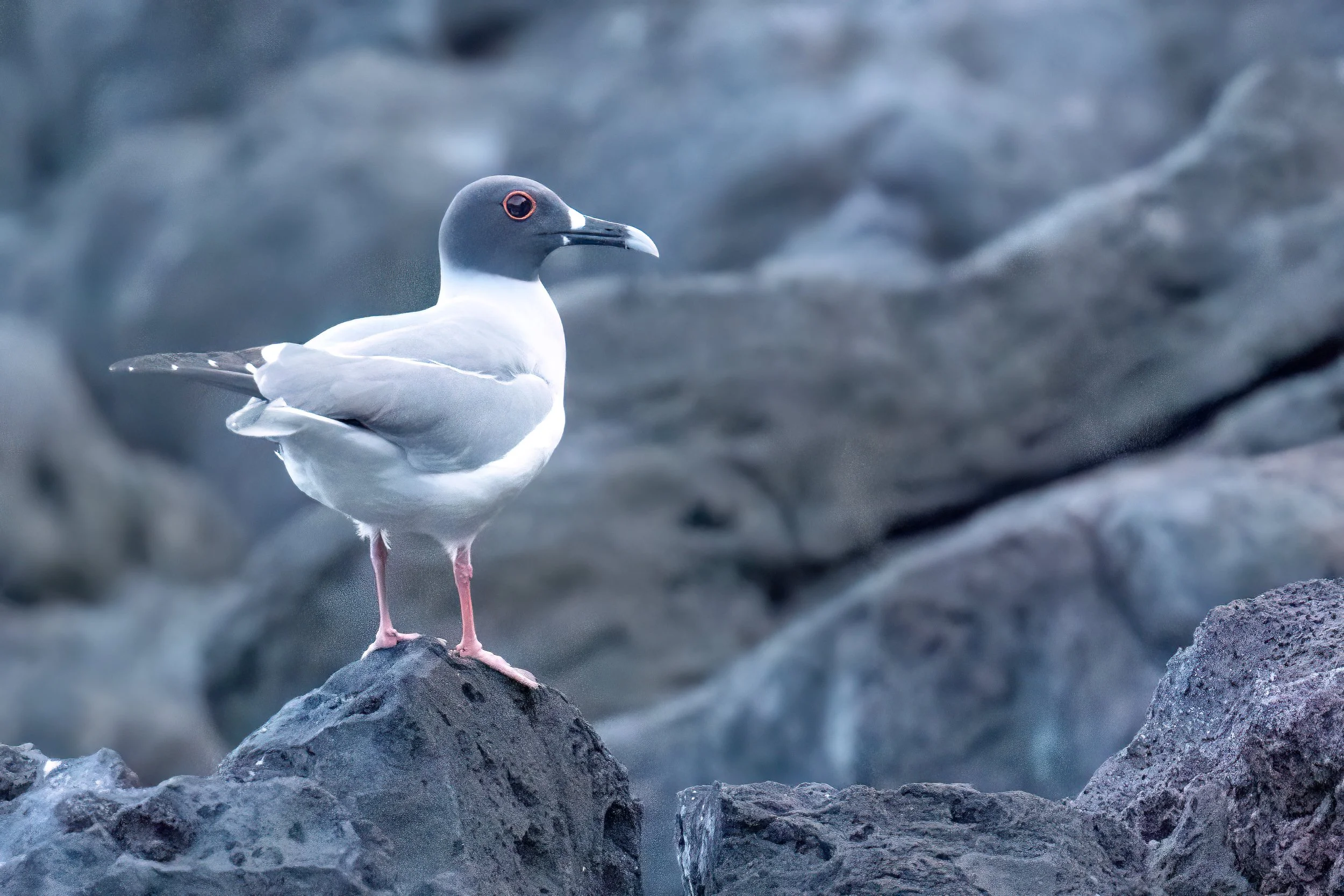 Swallow-tailed Gull - Galápagos Islands, Ecuador