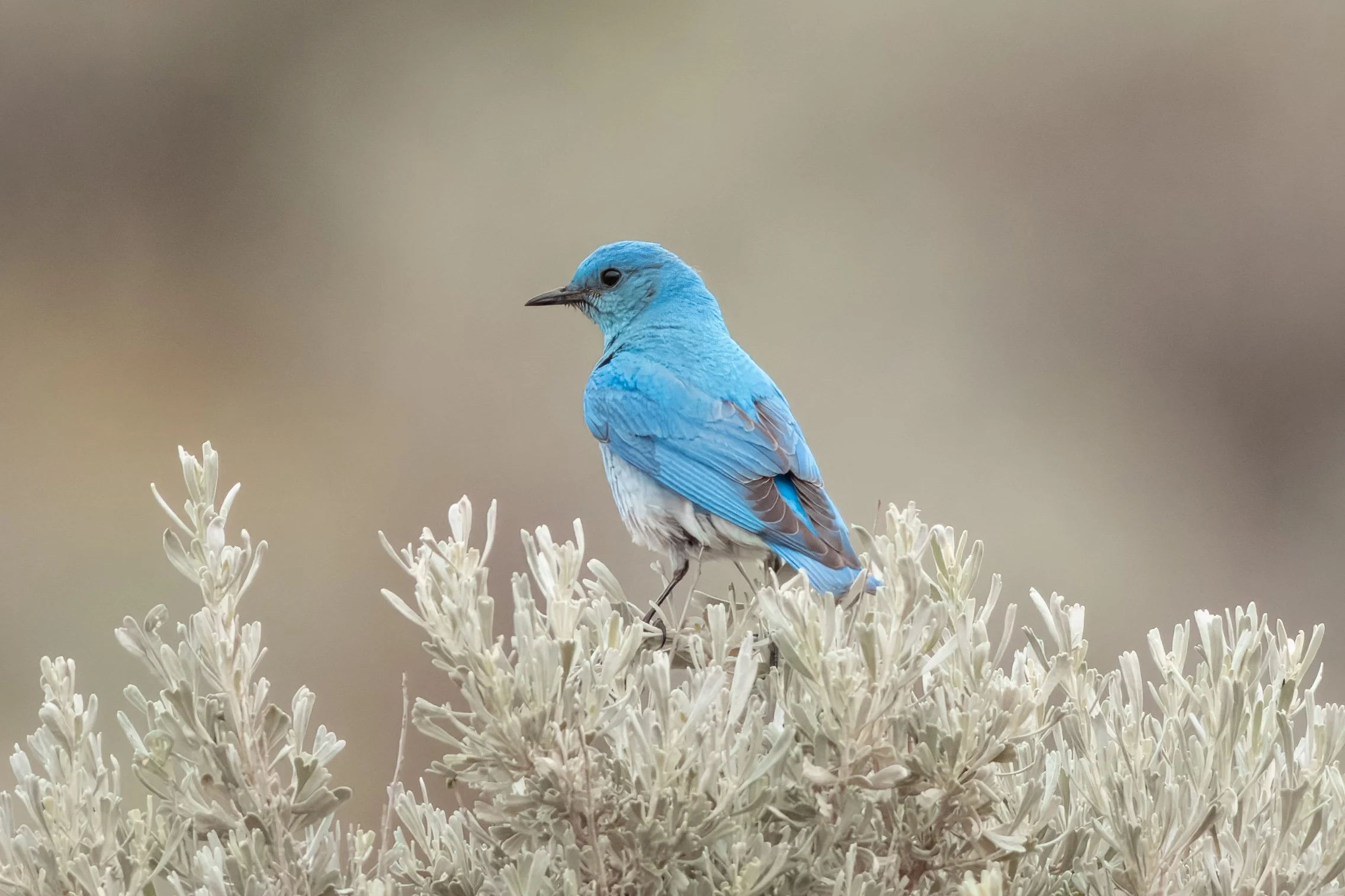 Mountain Bluebird - Bickleton ,WA