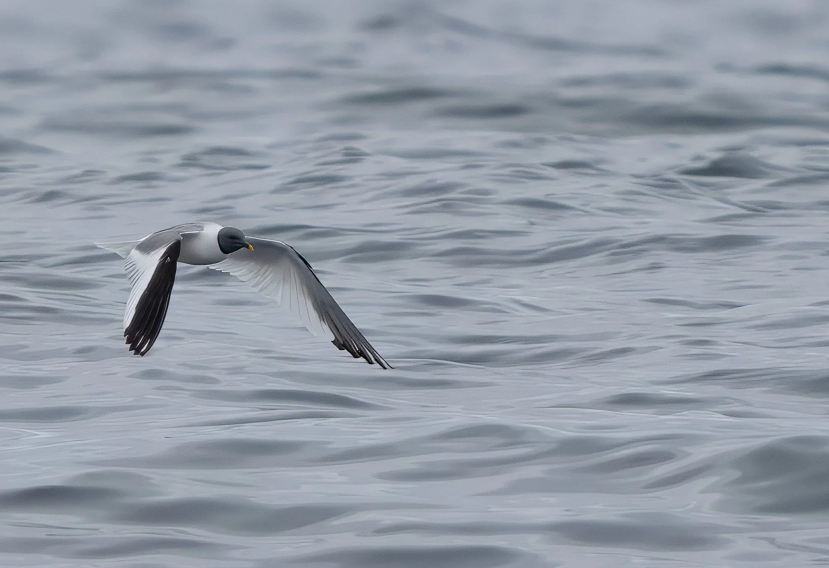 Sabine's Gull - Pacific Ocean, Washington