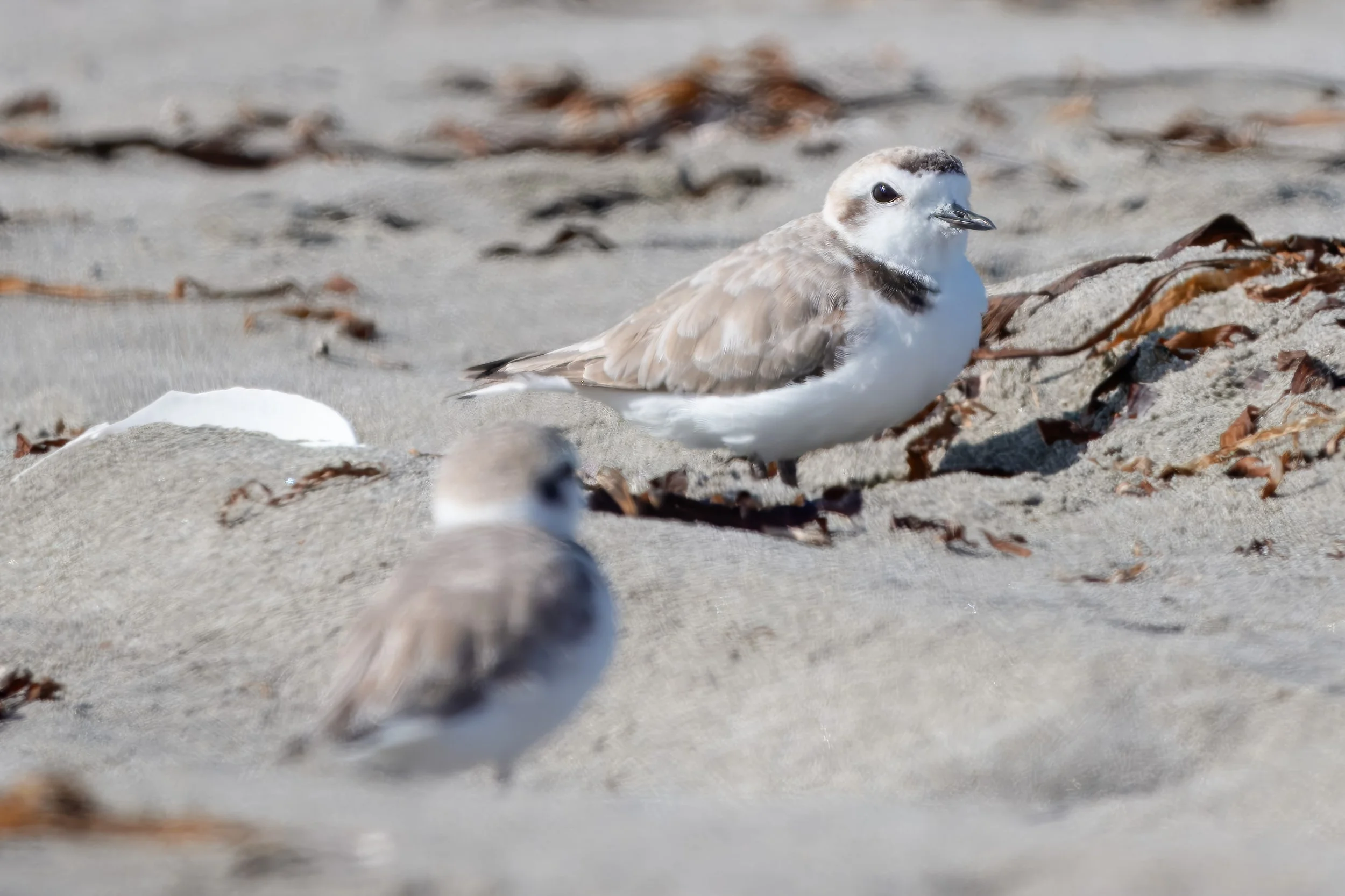 Snowy Plovers - Grayland Beach State Park, WA