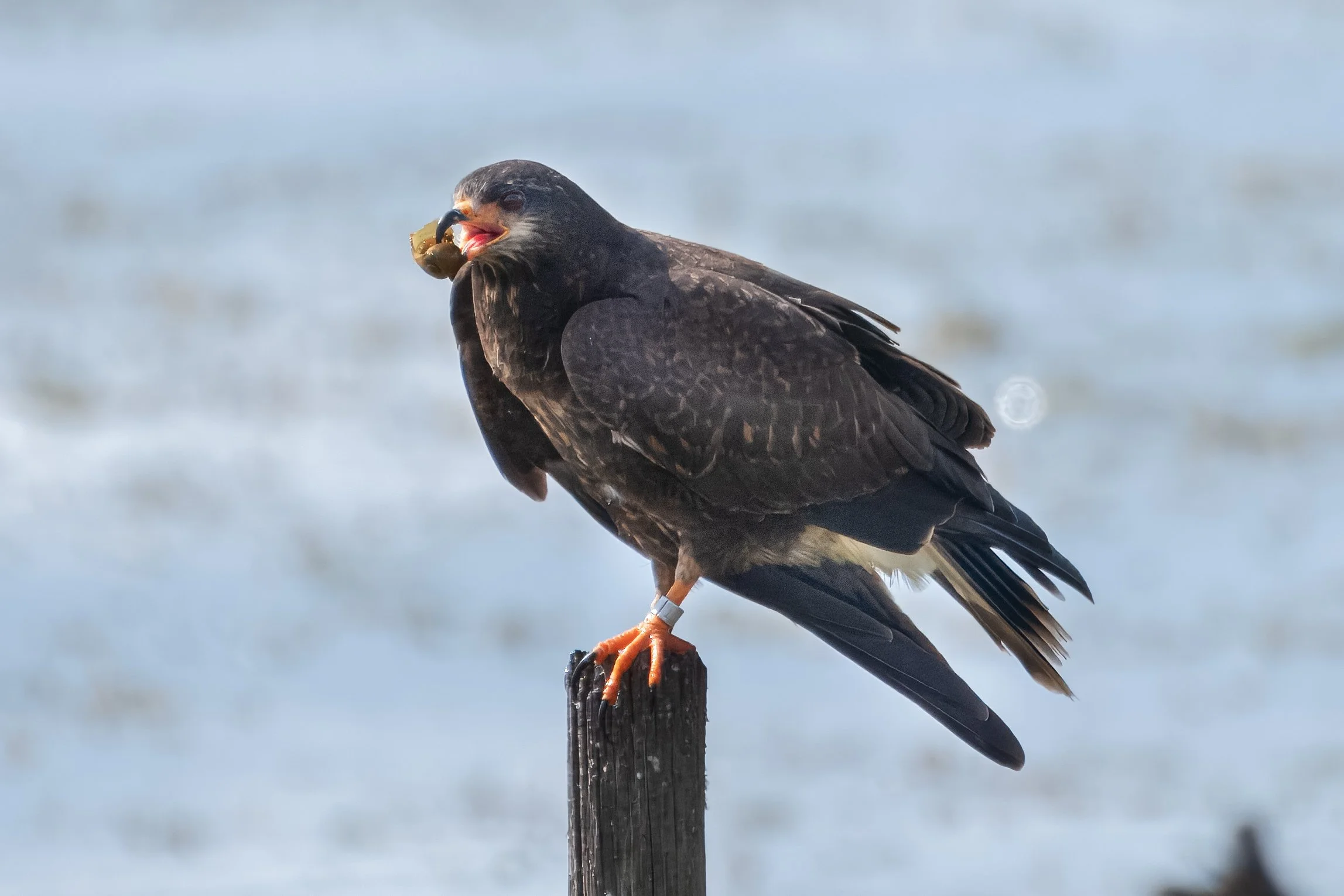 Snail Kite - Osceola County, FL