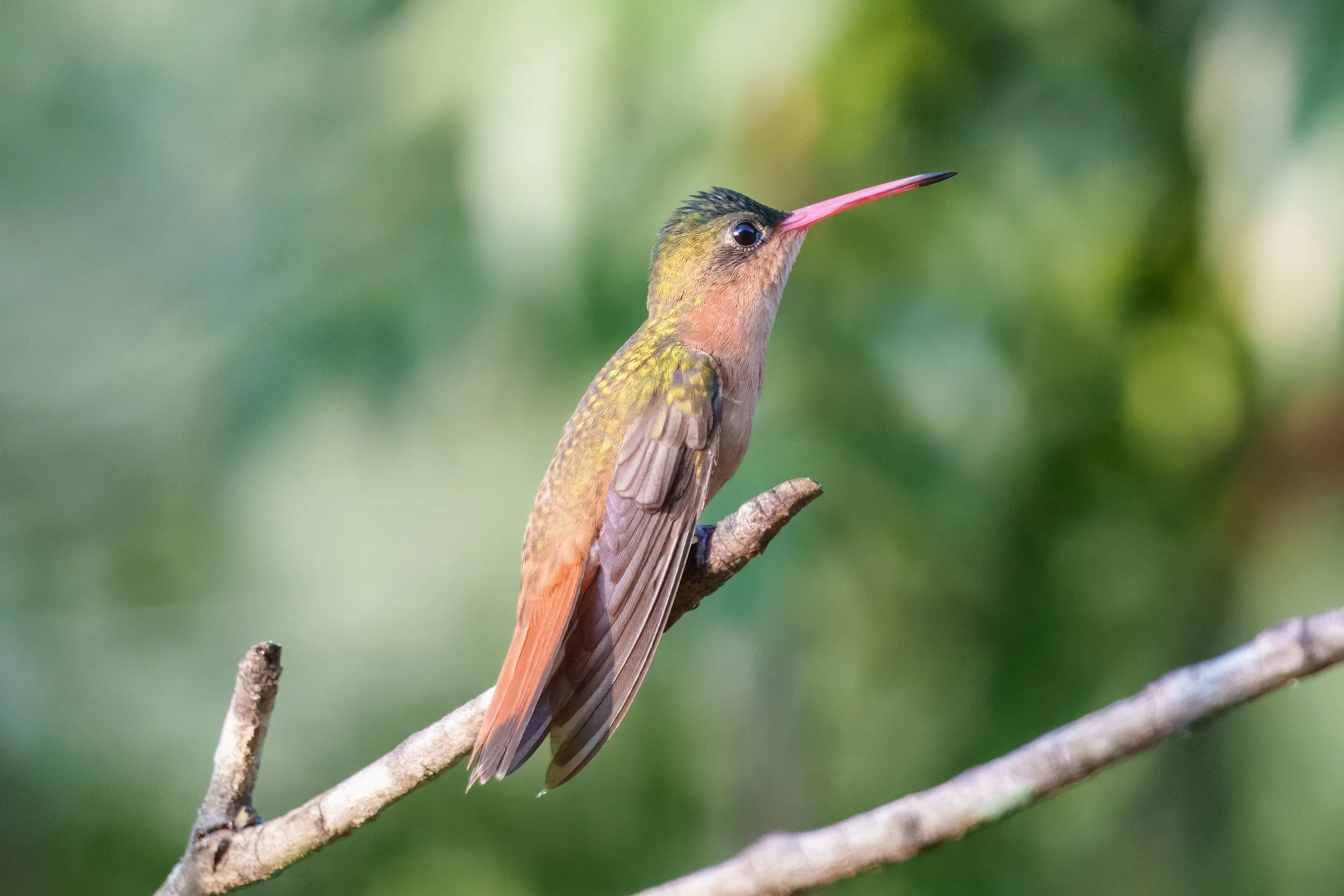 Cinnamon Hummingbird - Cabo Corrientes, Jalisco, MX