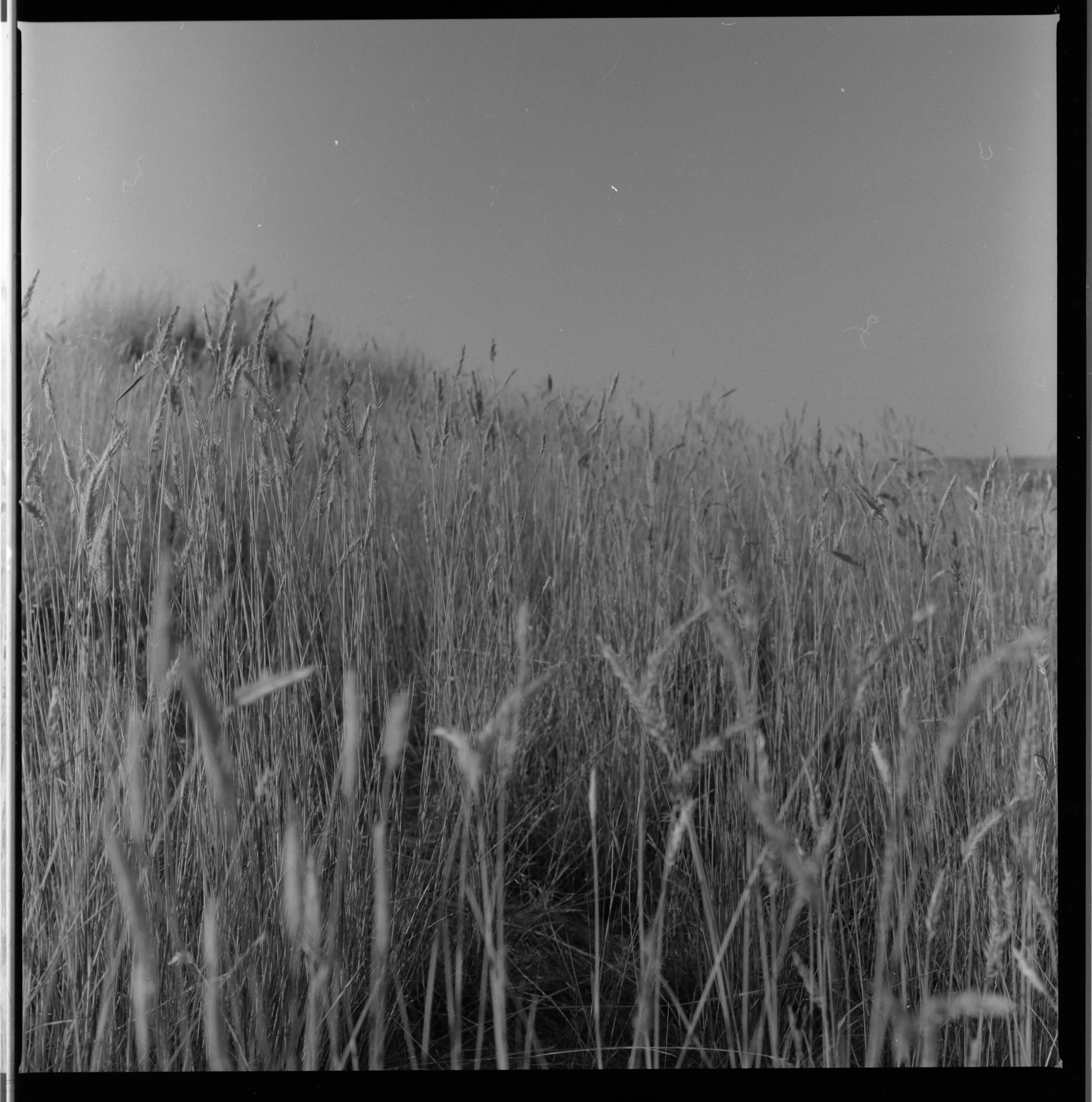 FilmWheat2.jpg