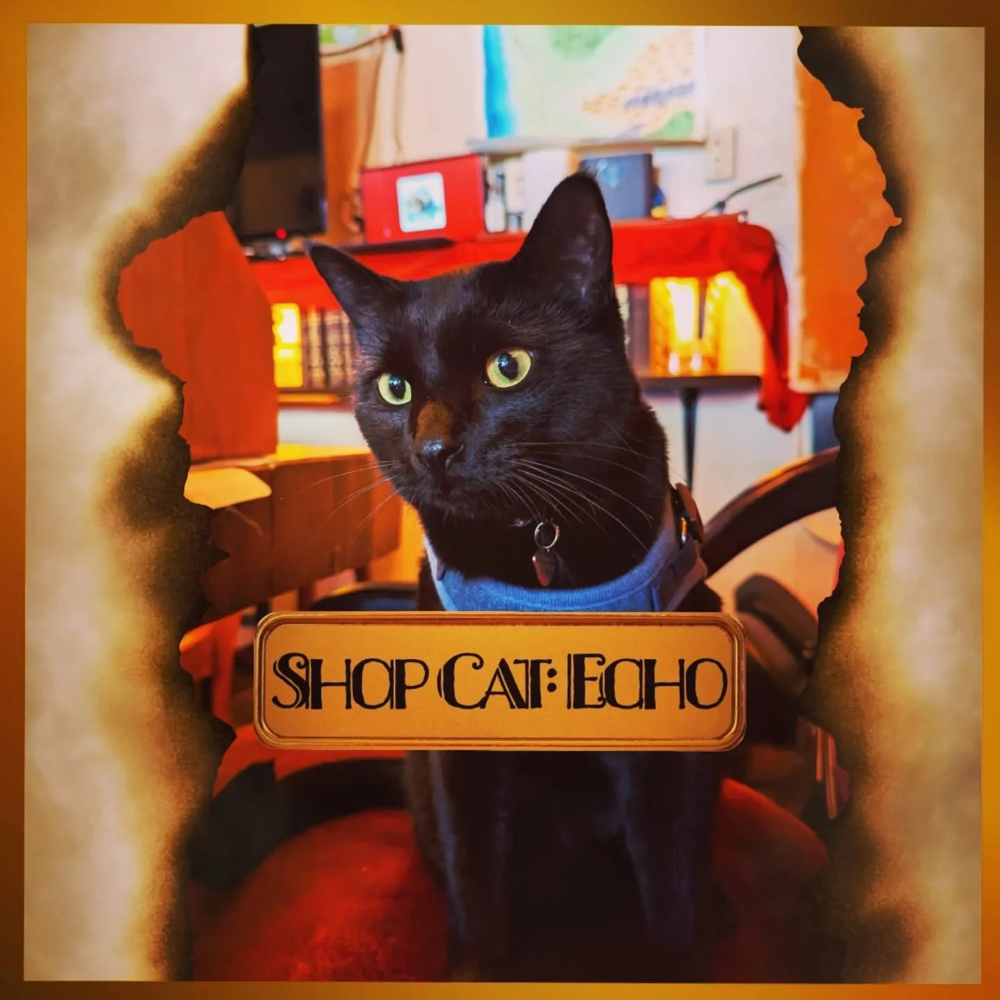 Meet Echo - 1/2 of the dynamic duo of cats that patrol Chance Encounter Games. On any given weekend afternoon, there's no small chance his parambulator might arrive at our door, unleashing him and his sister to sniff every surface to their satisfacti