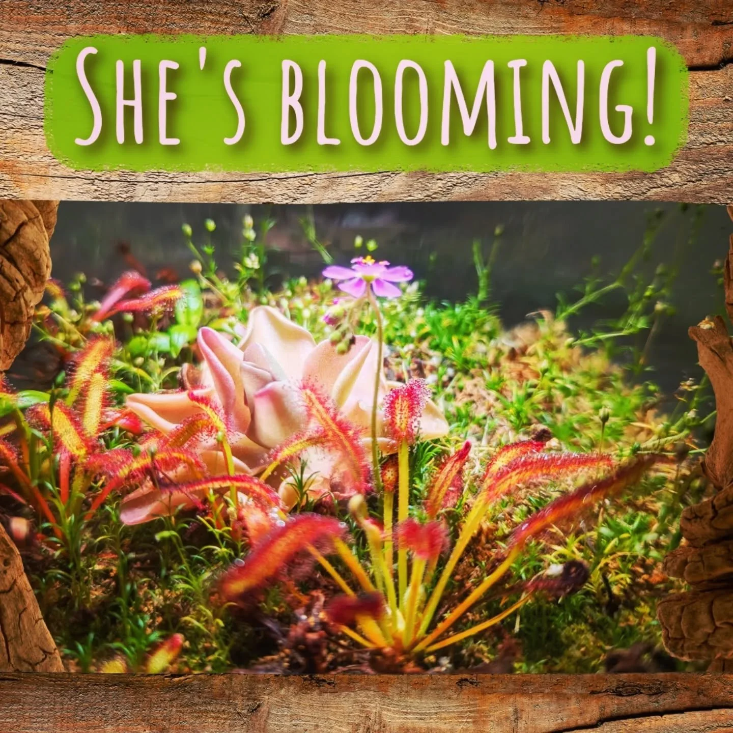@predatory.perennials my little carnivorous terrarium is blooming!