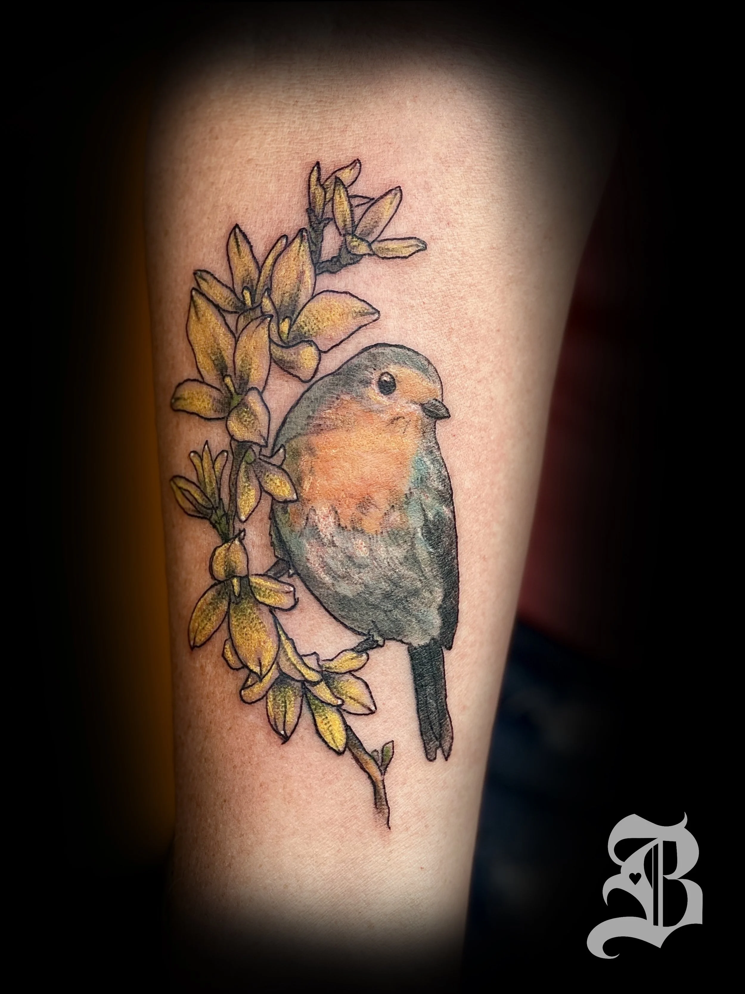 Color illustrated realism Forsythia flowers and Robin bird on the forearm.