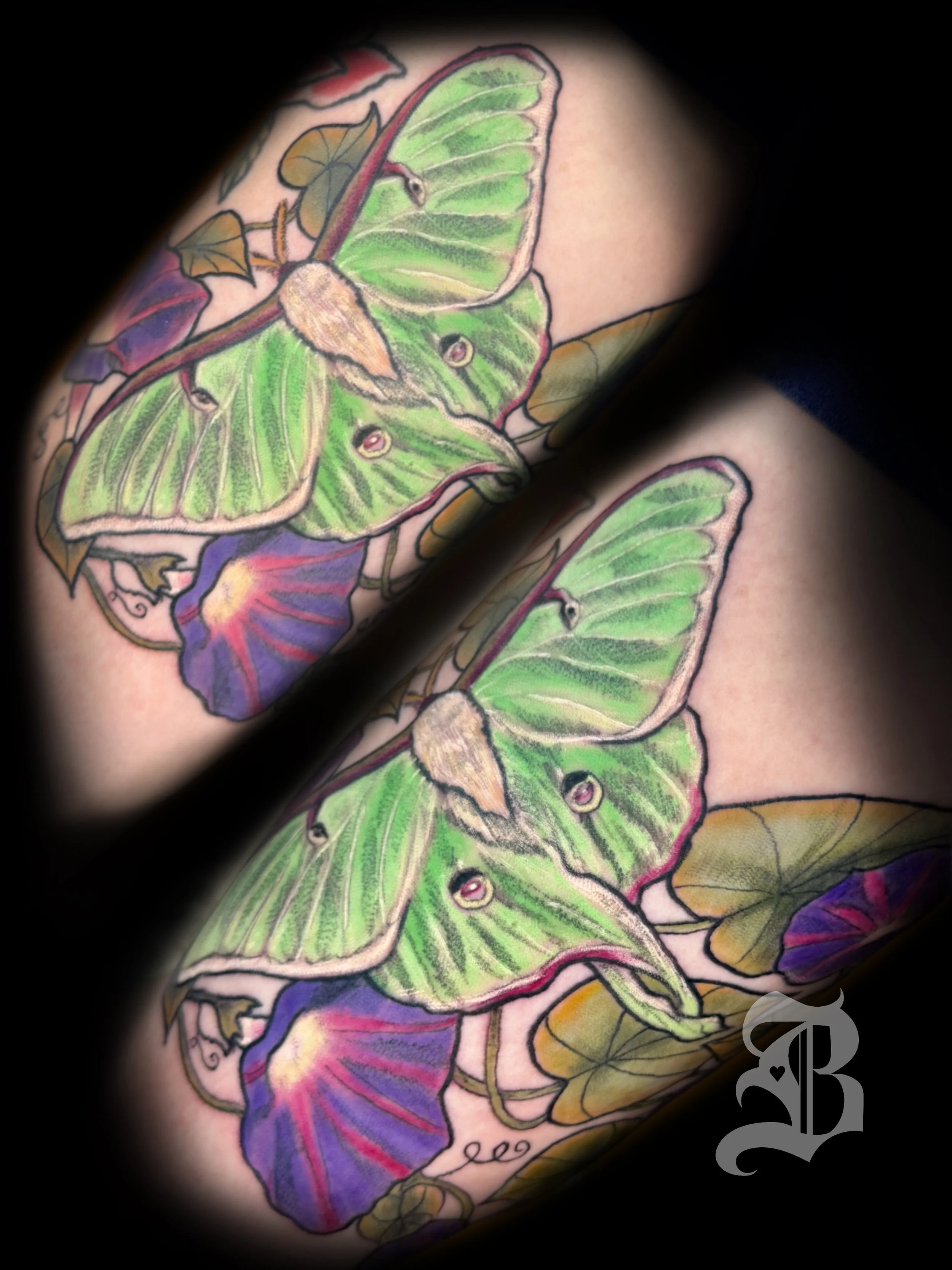 Lunar Moth fine line colo tattoo with  purple morning glories