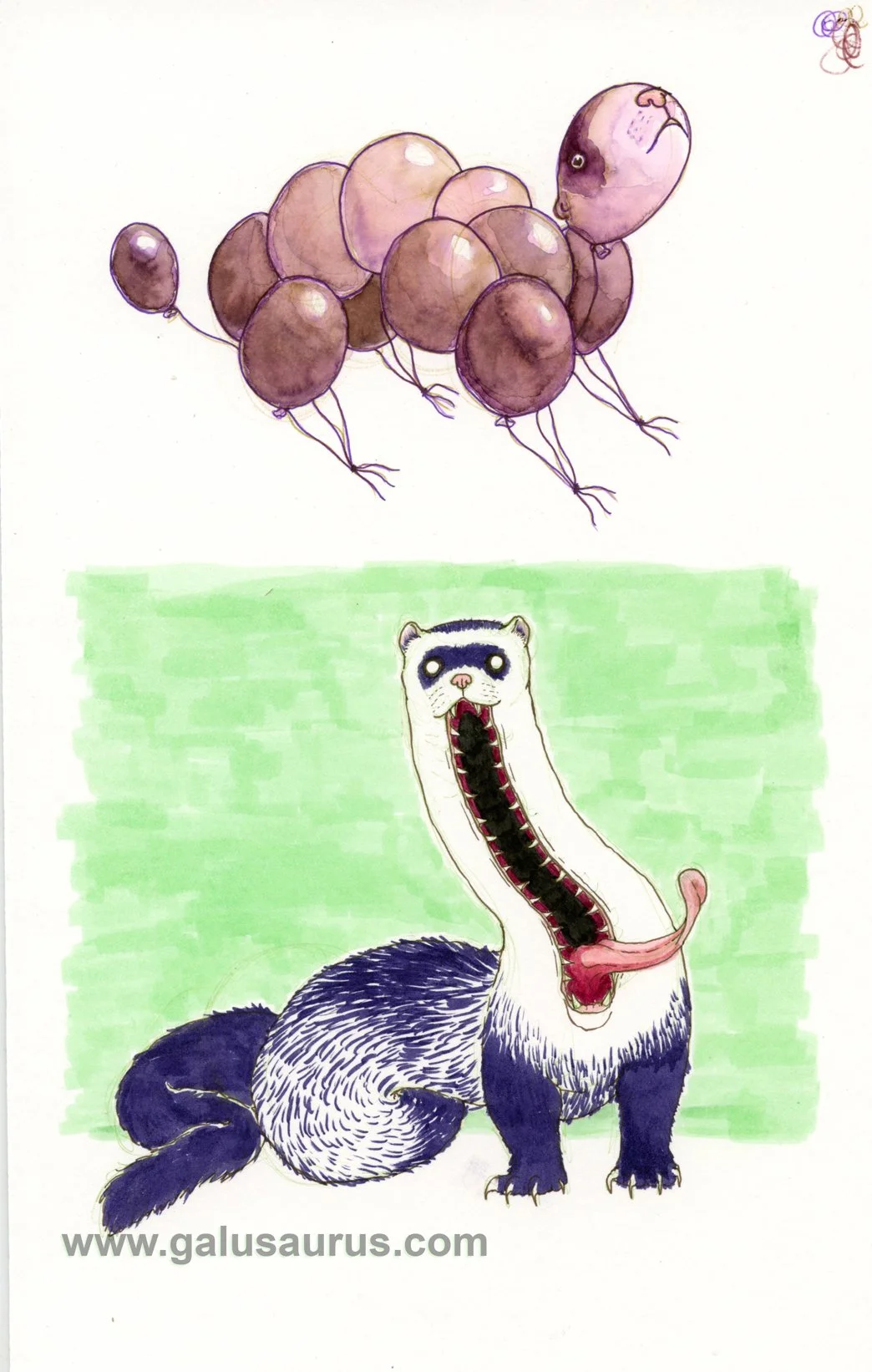 20222-ferret-a-WM.jpg