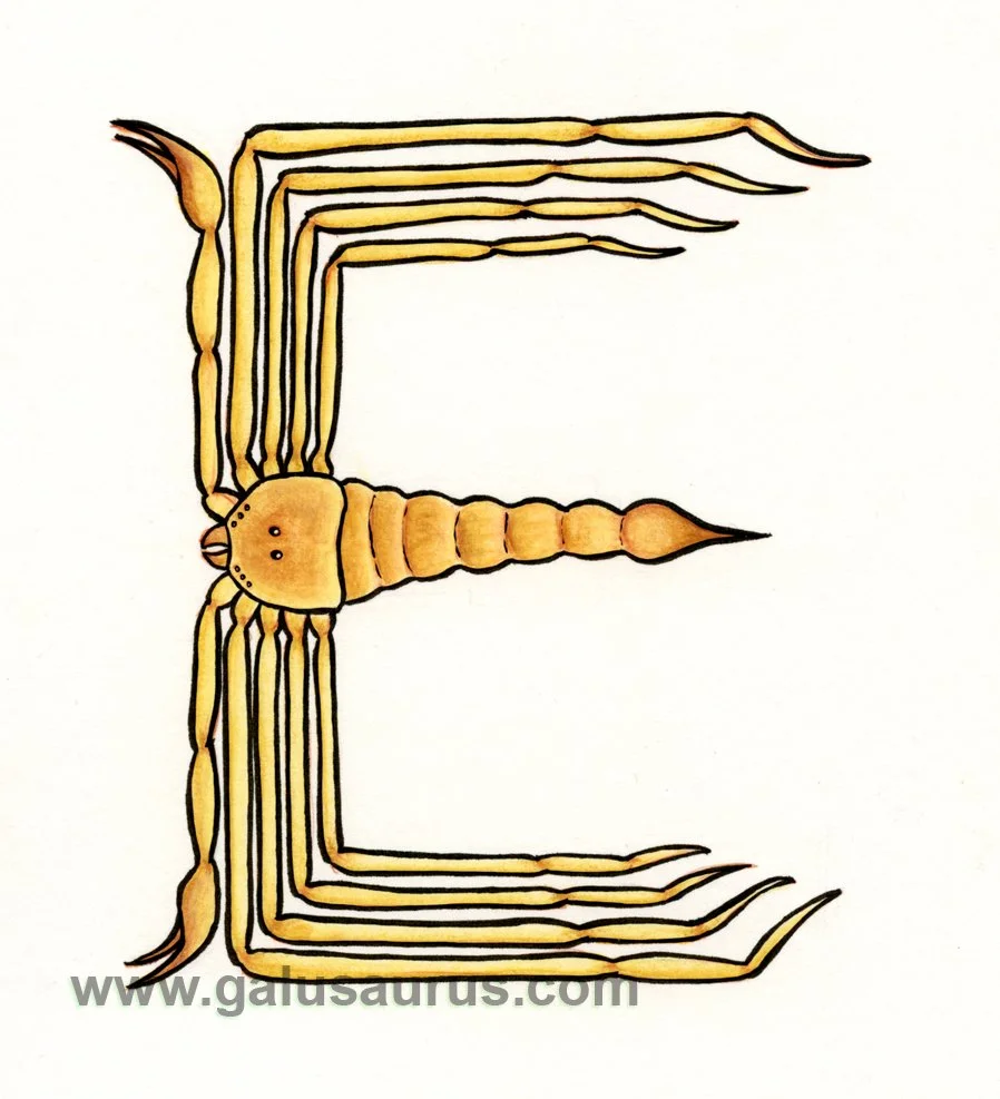2024-05-arachnid-a-WM-small.jpg