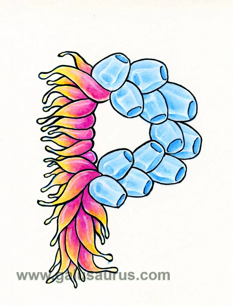 2024-16-siphonophore-a-WM-small.jpg