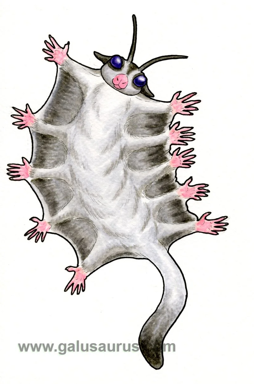 2024-28-sugarglider-b-WM-small.jpg