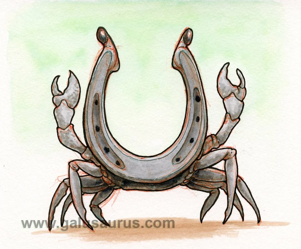 2023-09-horseshoecrab-b-WM-small.jpg