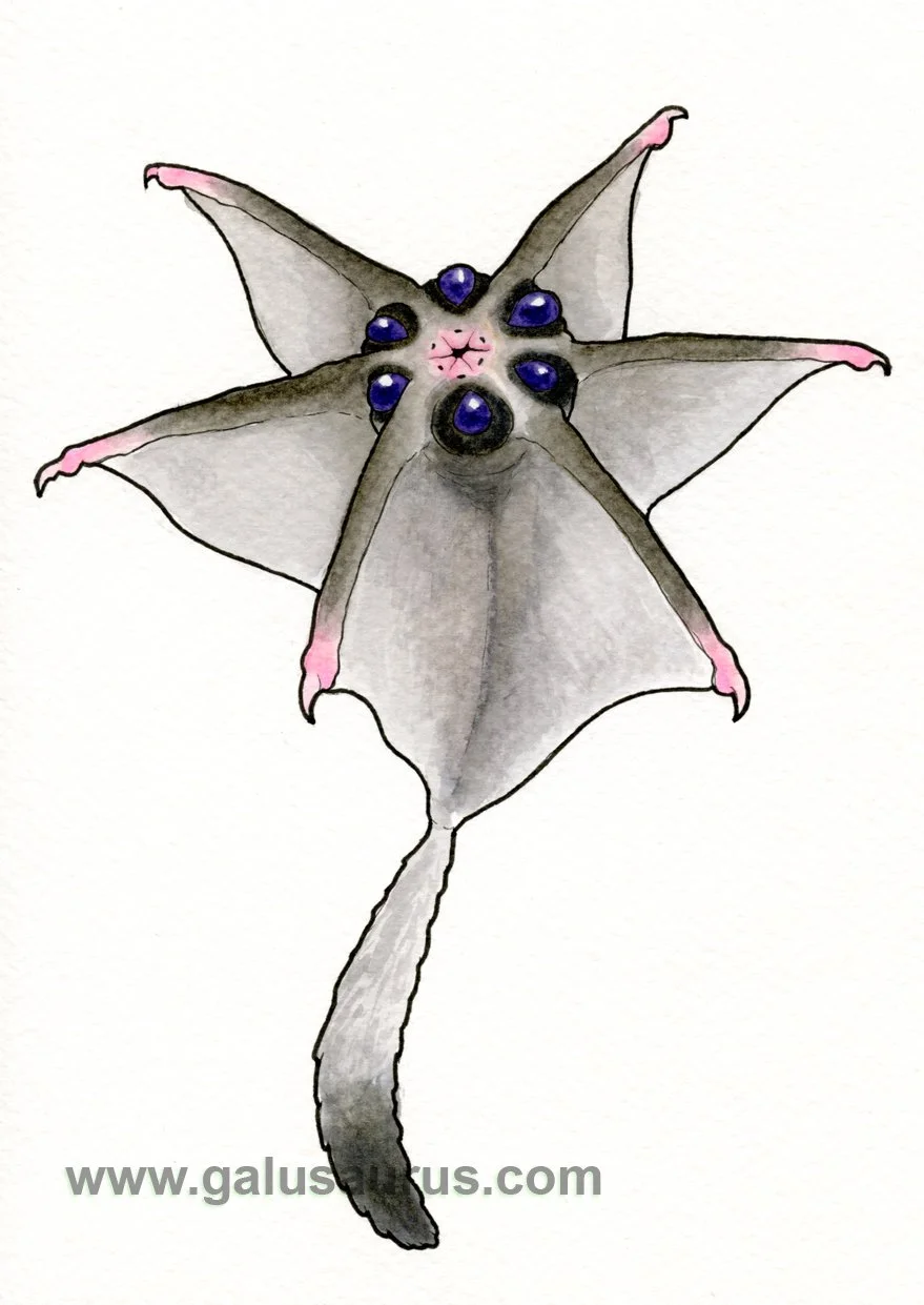 2024-28-sugarglider-c-WM-small.jpg