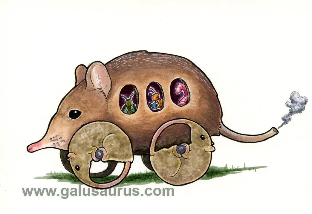 2024-09-elephantshrew-c-WM-small.jpg