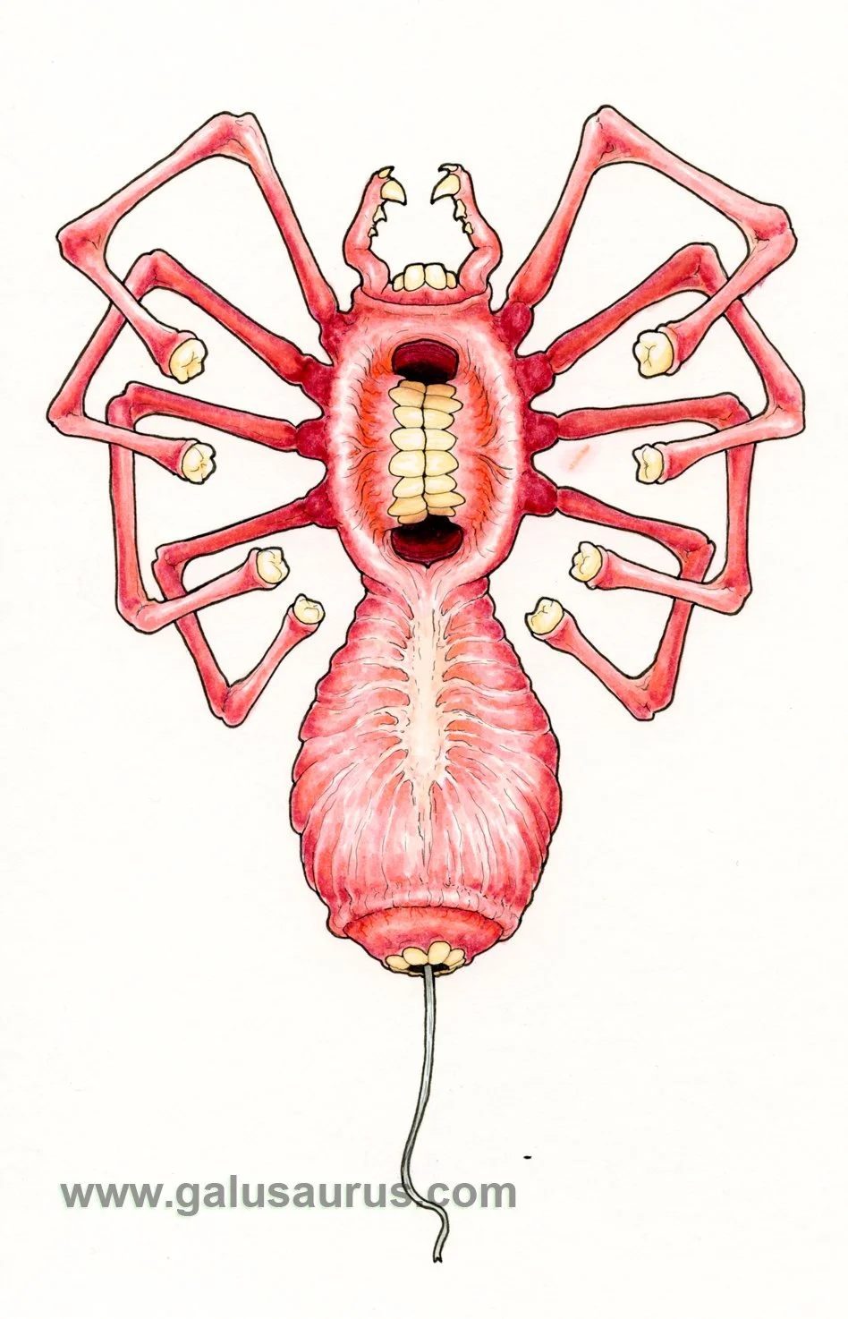2024-05-arachnid-b-WM-small.jpg