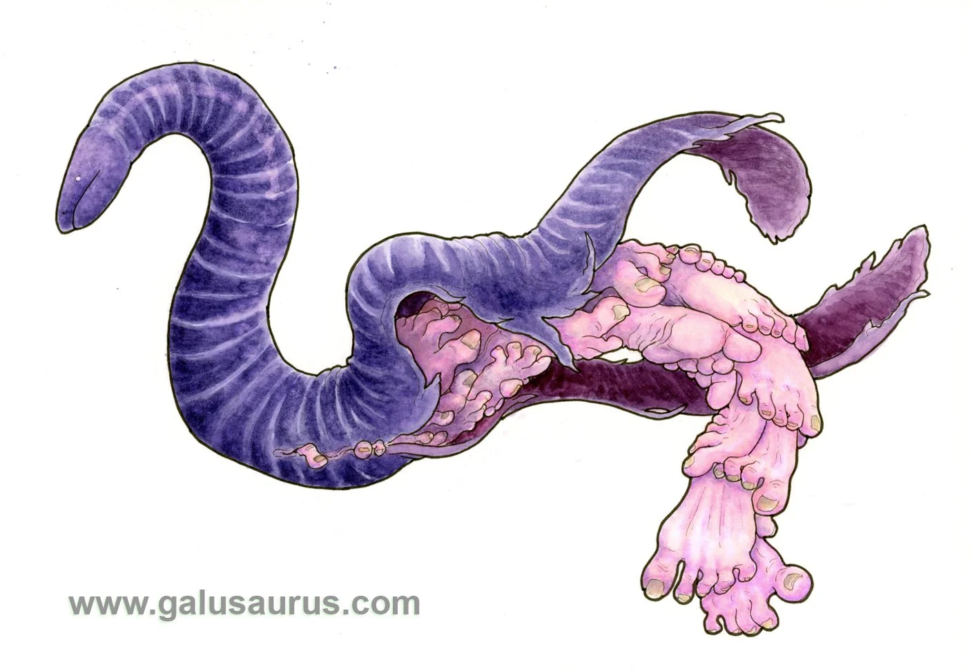 2024-10-caecilian-c-WM-small.jpg