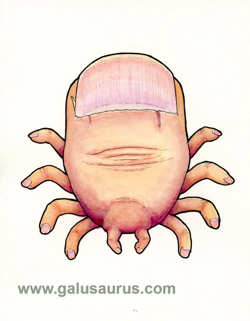 2024-05-arachnid-c-WM-small.jpg