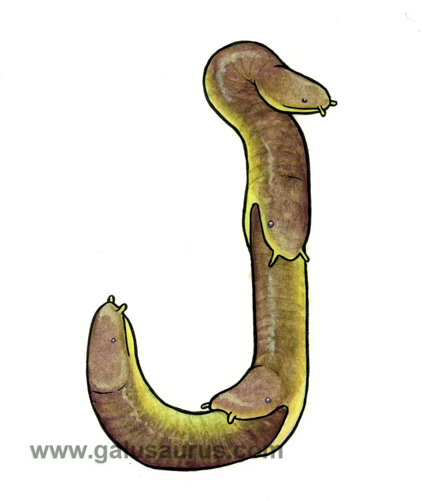 2024-10-caecilian-a-WM-small.jpg