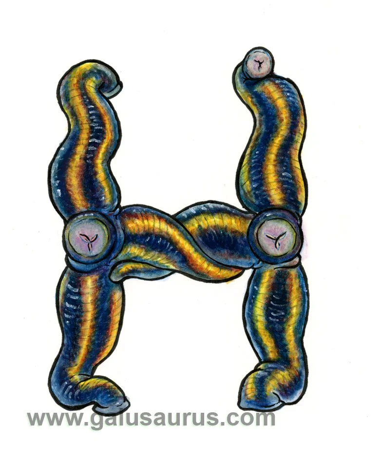 2024-08-leech-a-WM-small.jpg