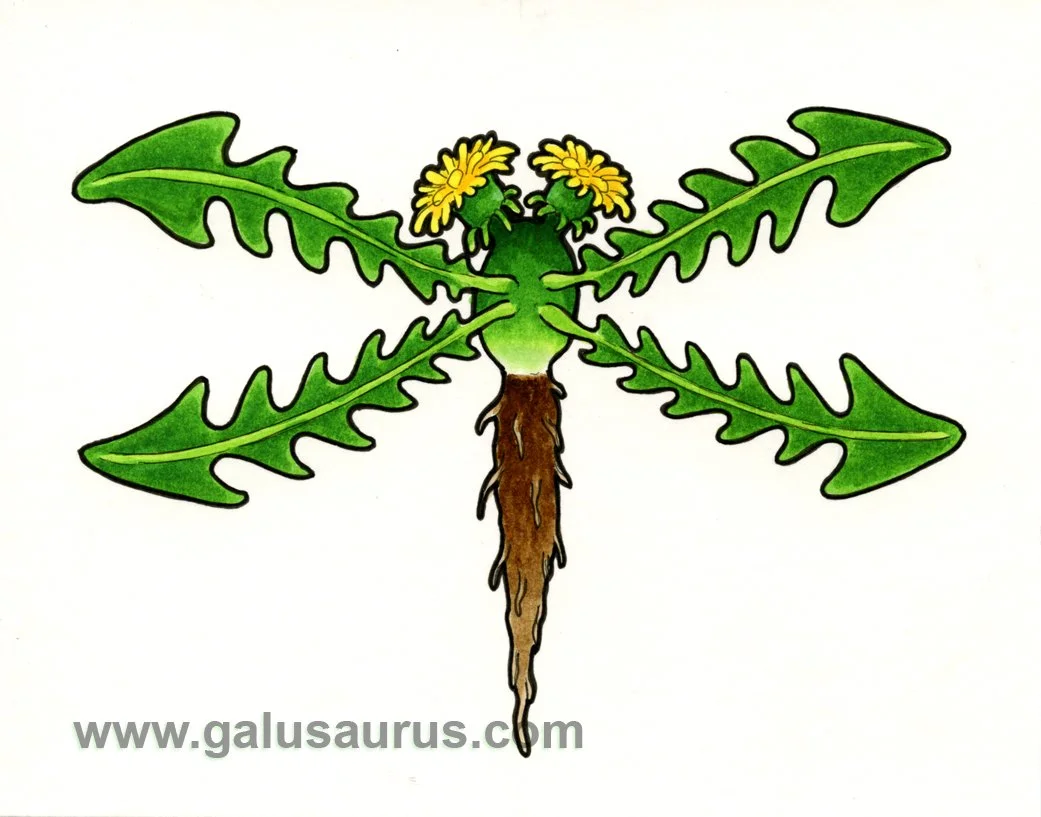 2024-19-dragonfly-b-WM-small.jpg