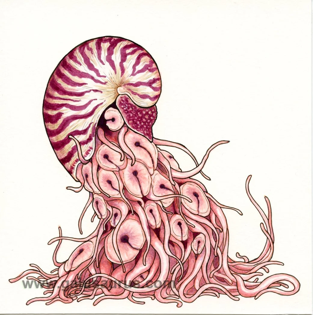 2024-01-cephalopod-c-WM-small.jpg