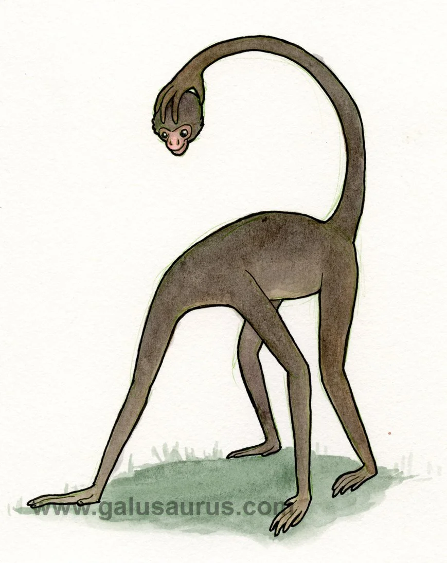 2023-27-spidermonkey-b-WM-small.jpg