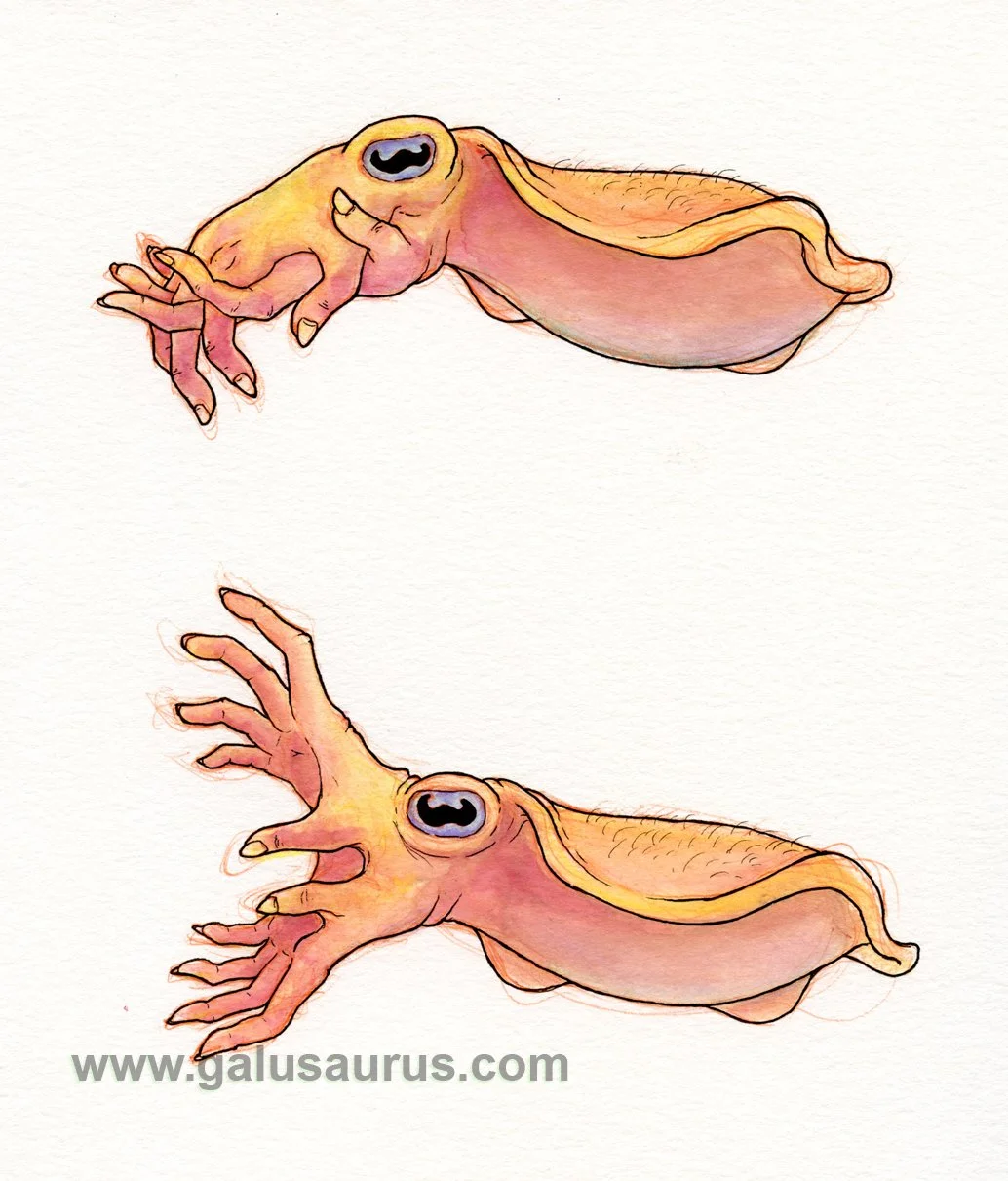2023-01-cephalopod-b-WM-small.jpg