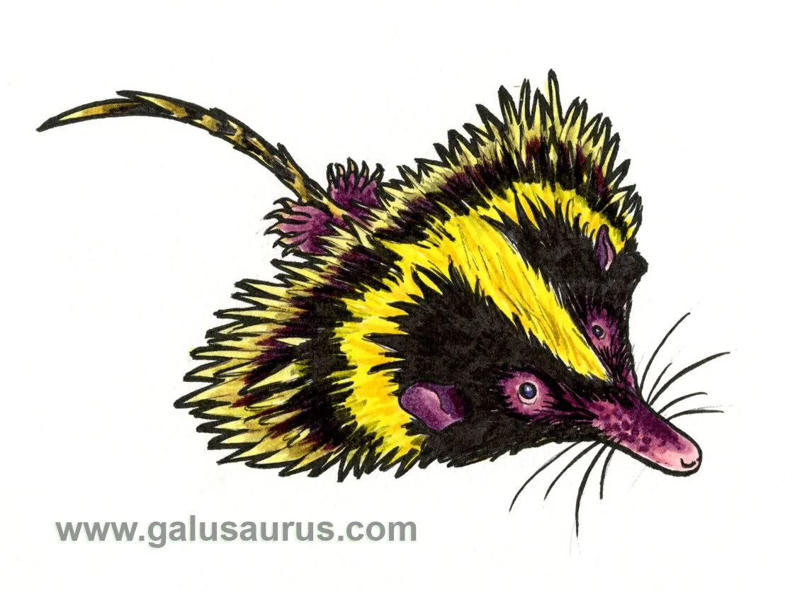 2024-25-spikyanimal-c-WM-small.jpg