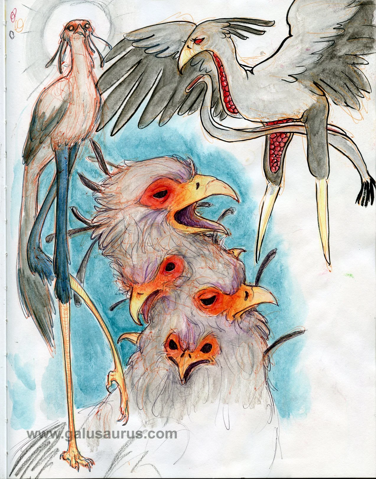 20193secretarybird-WM.jpg