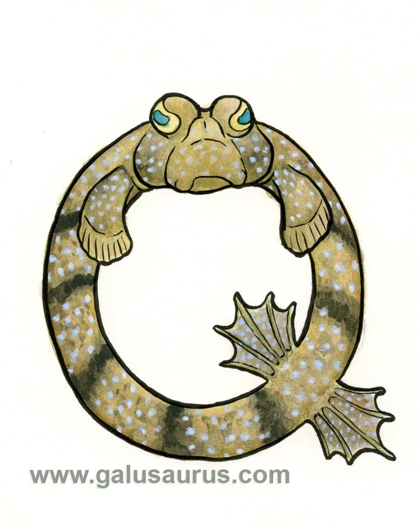 2024-17-mudskipper-a-WM-small.jpg